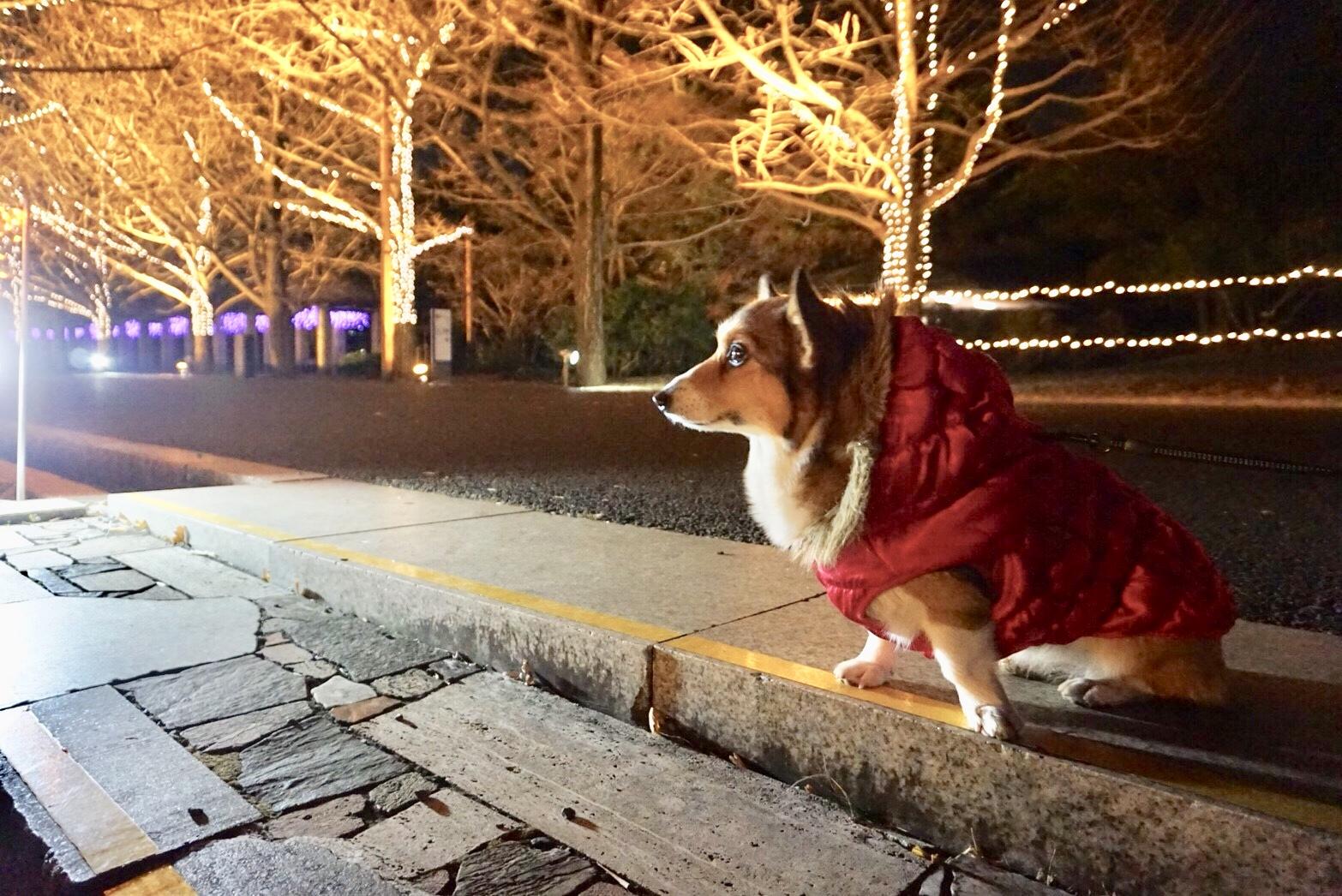 わんにゃんサイトの犬の写真