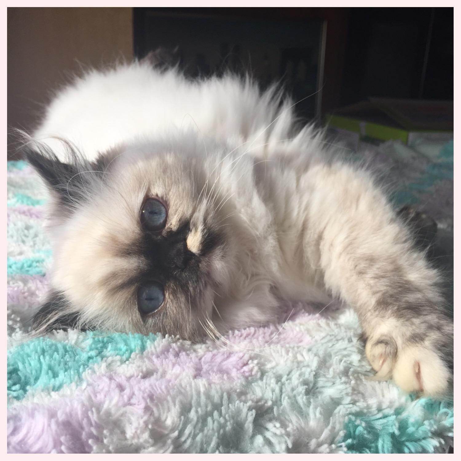 わんにゃんサイトの猫の写真