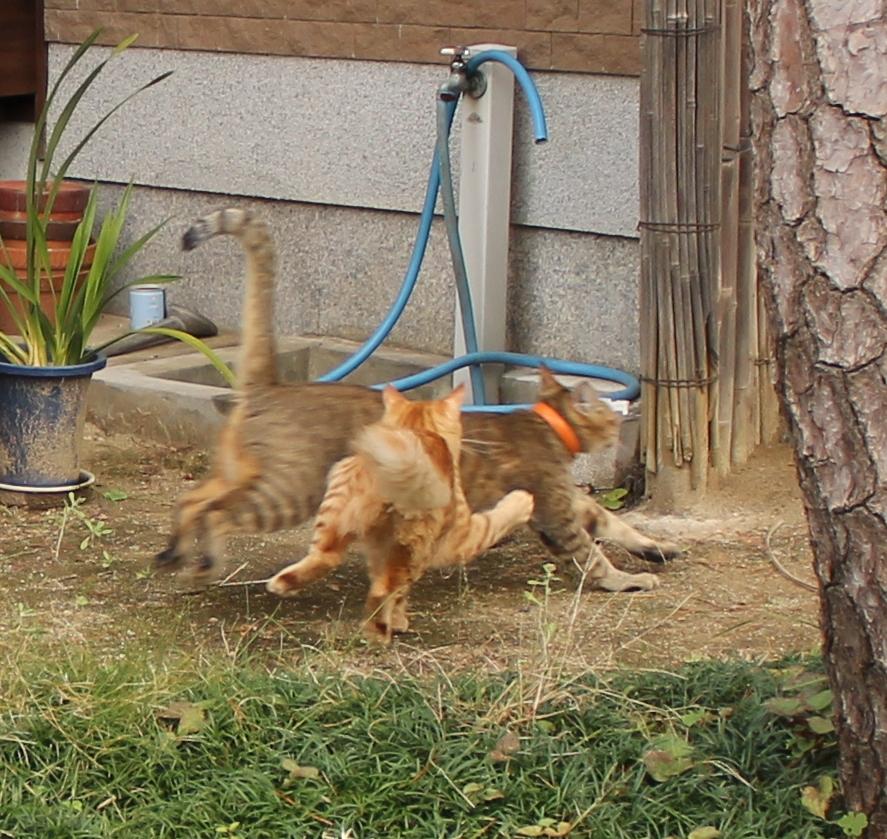 わんにゃんサイトの猫の写真