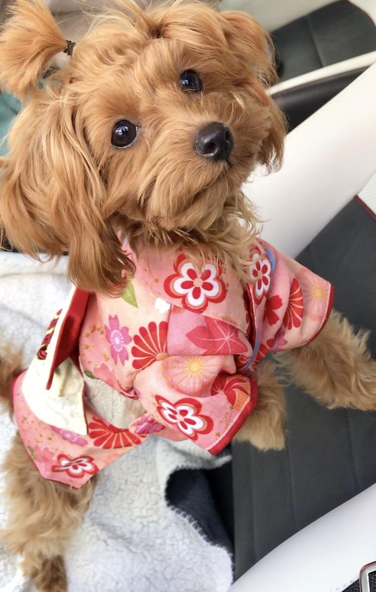 わんにゃんサイトの犬の写真