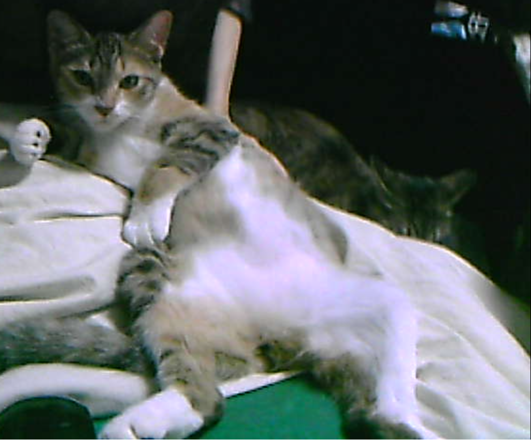 わんにゃんサイトの猫の写真