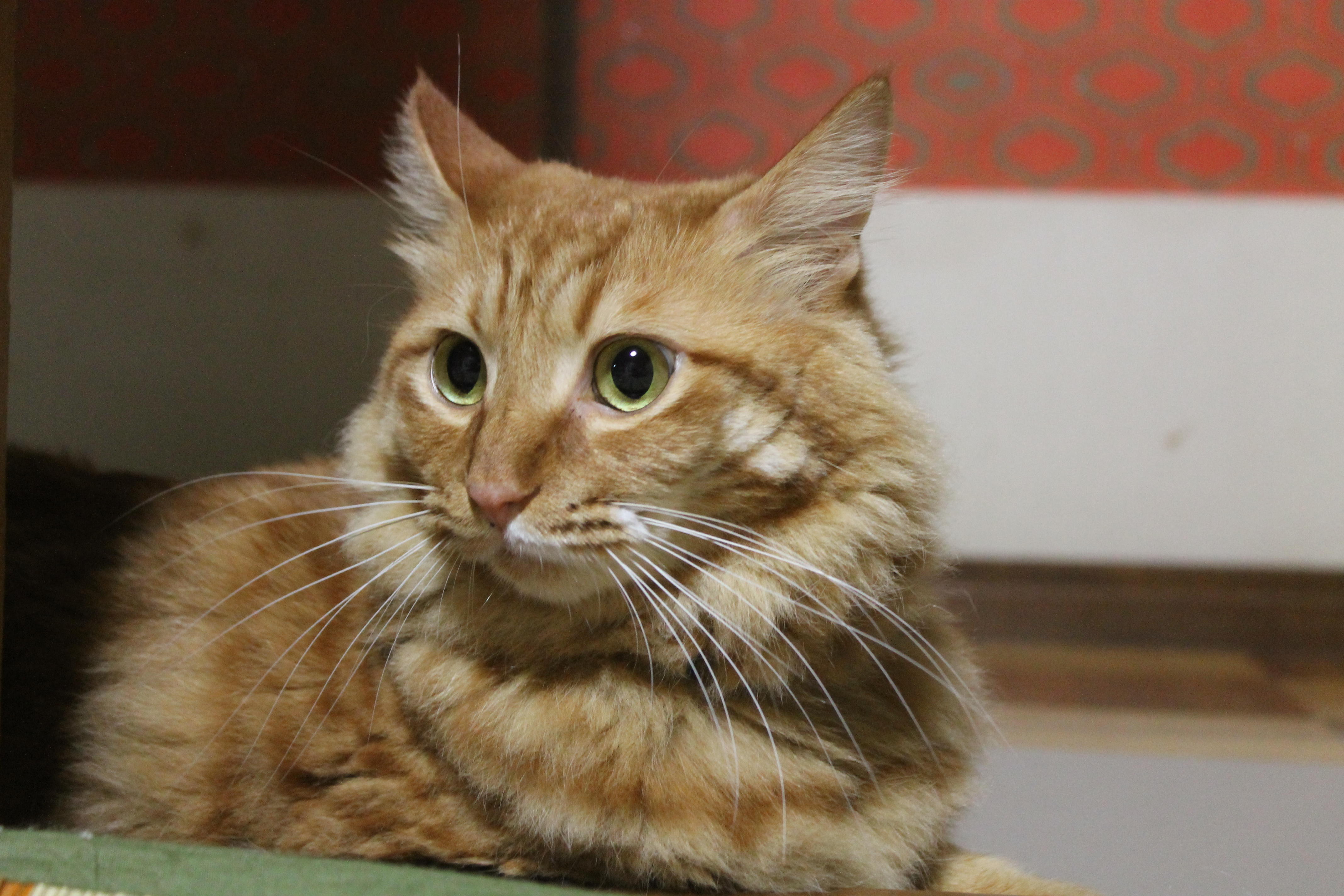 わんにゃんサイトの猫の写真