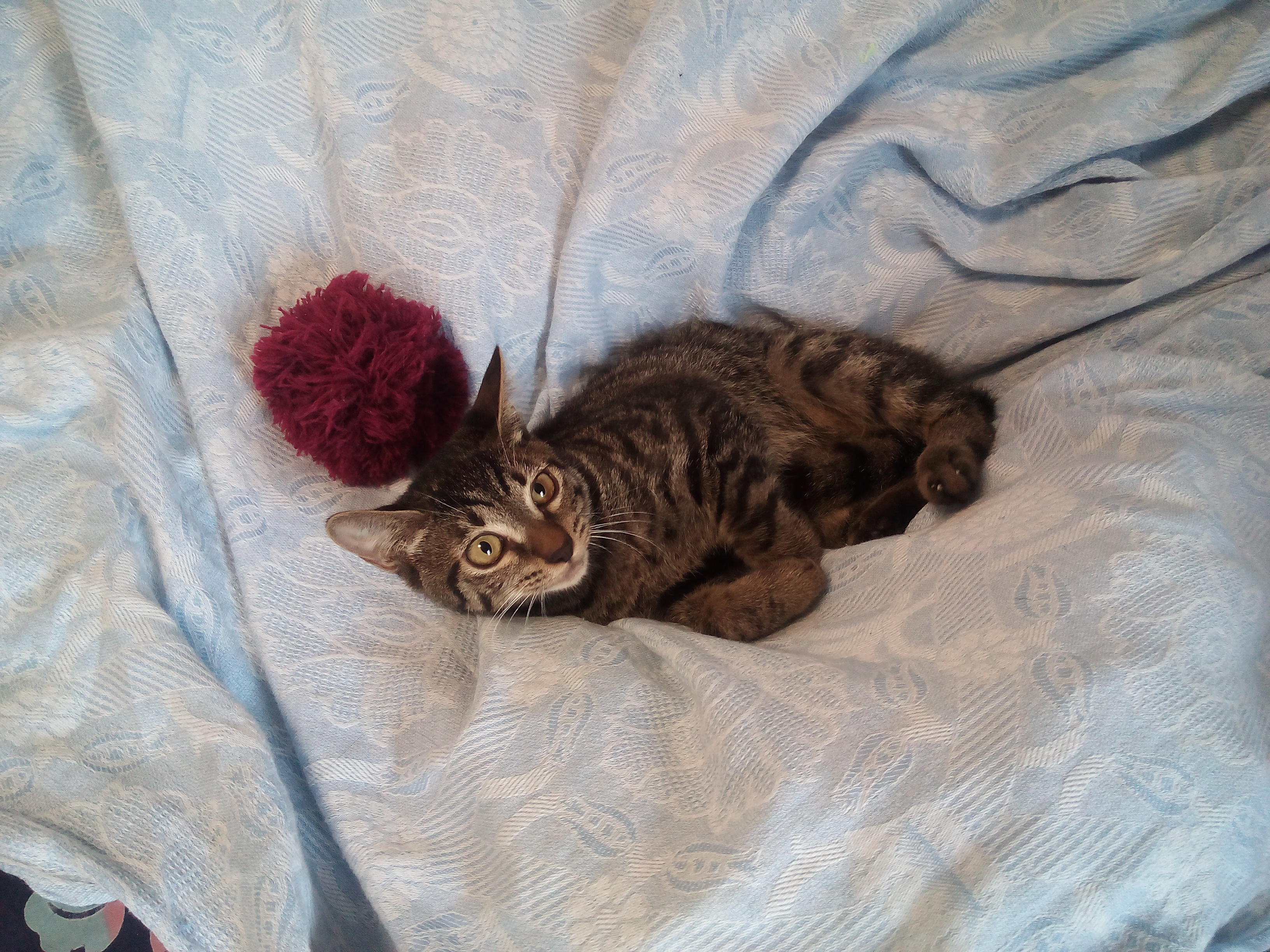 わんにゃんサイトの猫の写真