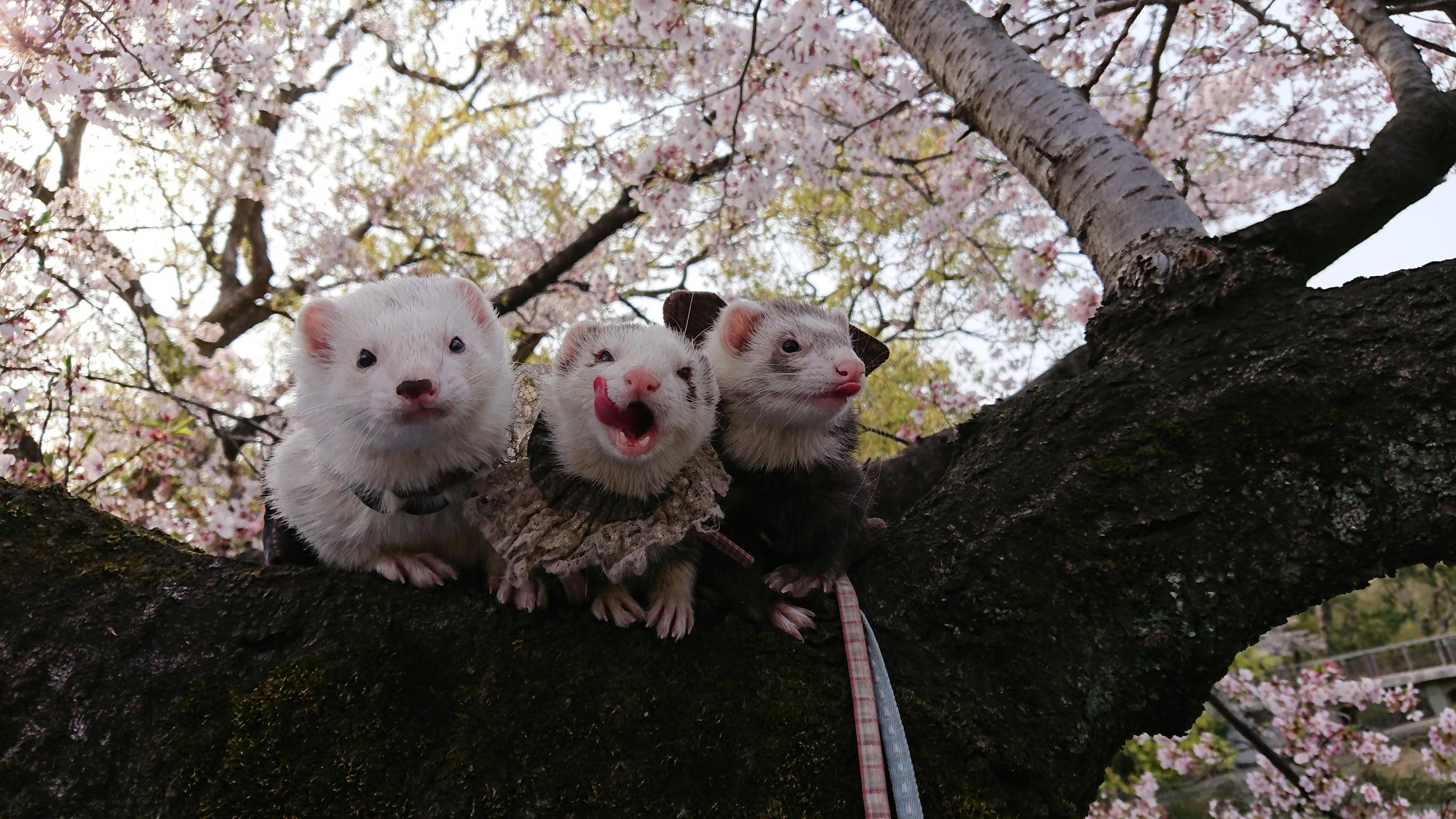 わんにゃんサイトのその他の写真