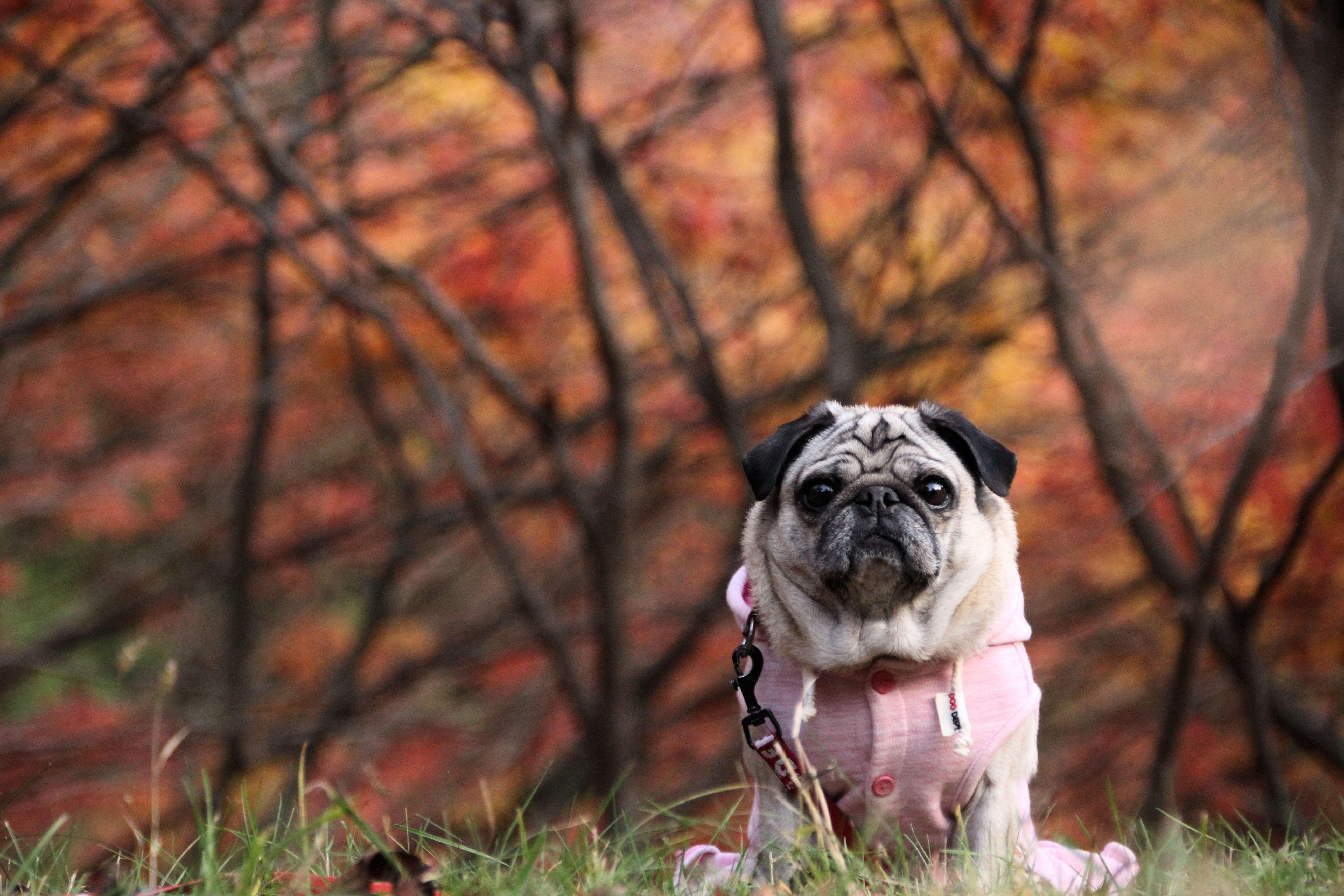 わんにゃんサイトの犬の写真