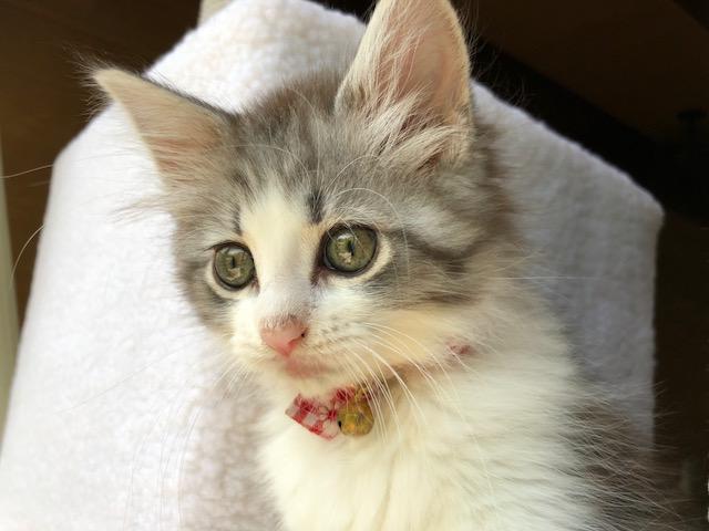 わんにゃんサイトの猫の写真