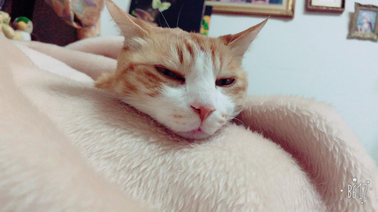 わんにゃんサイトの猫の写真