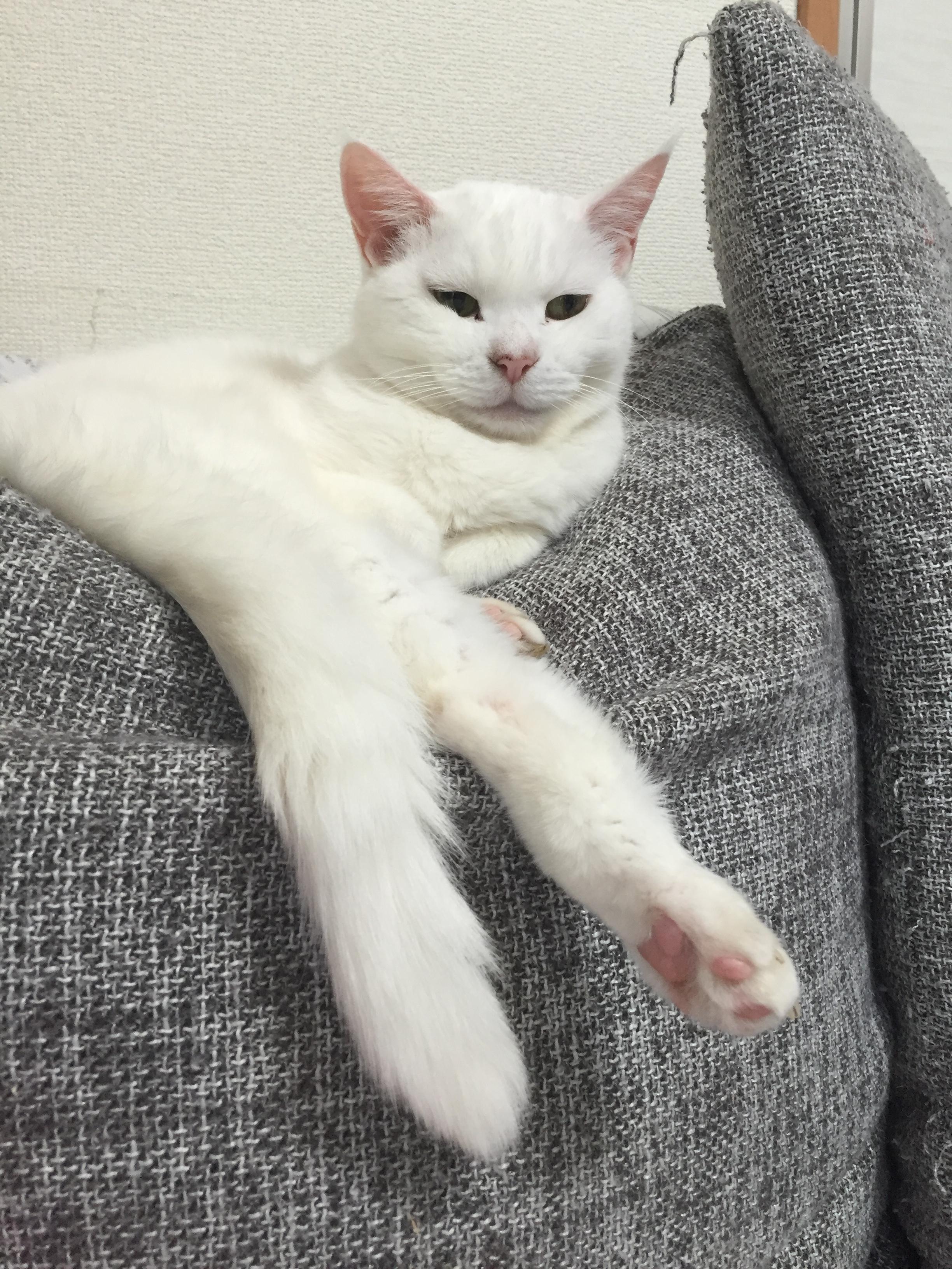 わんにゃんサイトの猫の写真