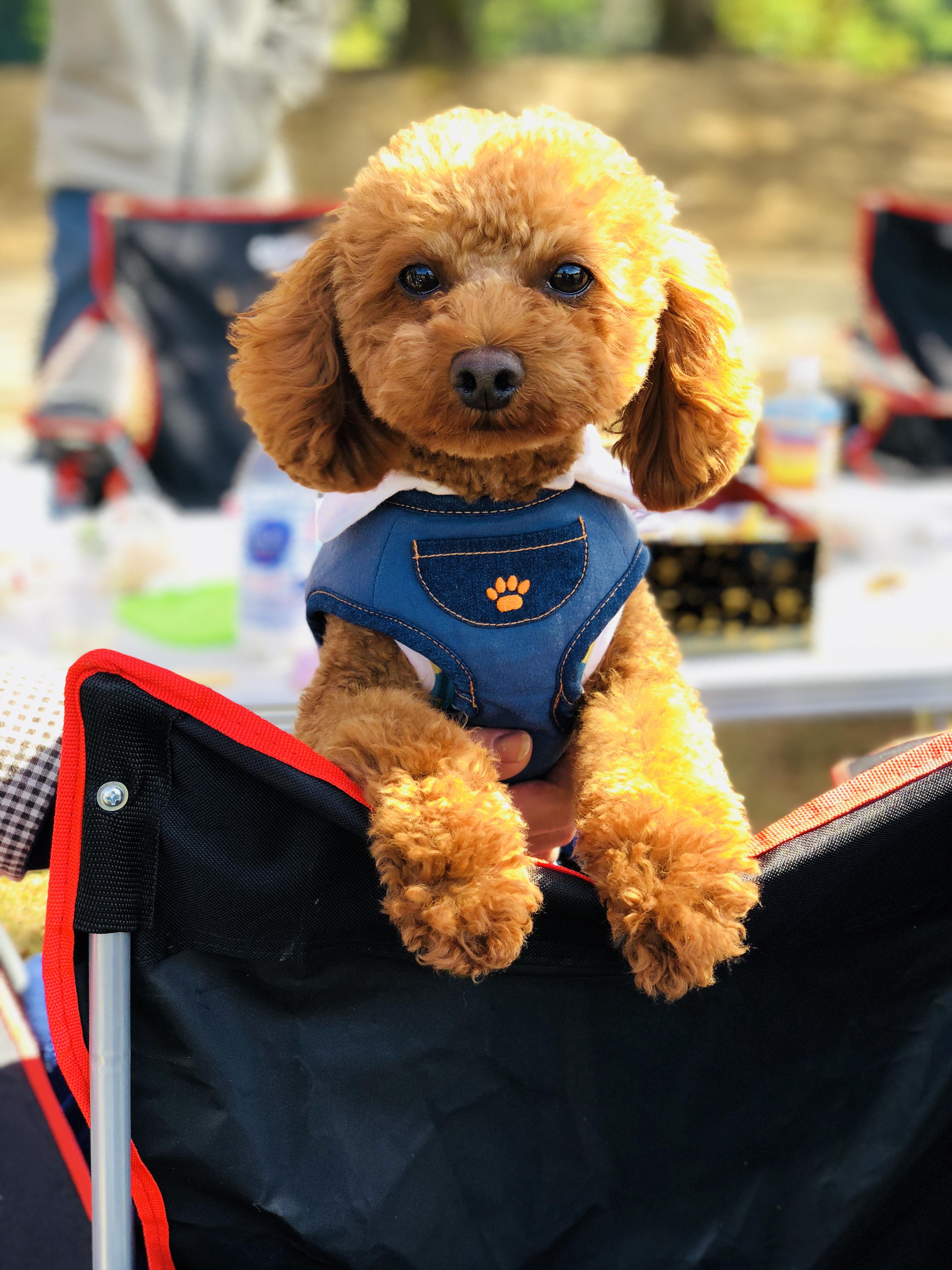 わんにゃんサイトの犬の写真