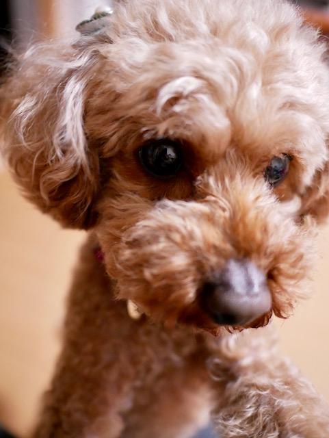 わんにゃんサイトの犬の写真