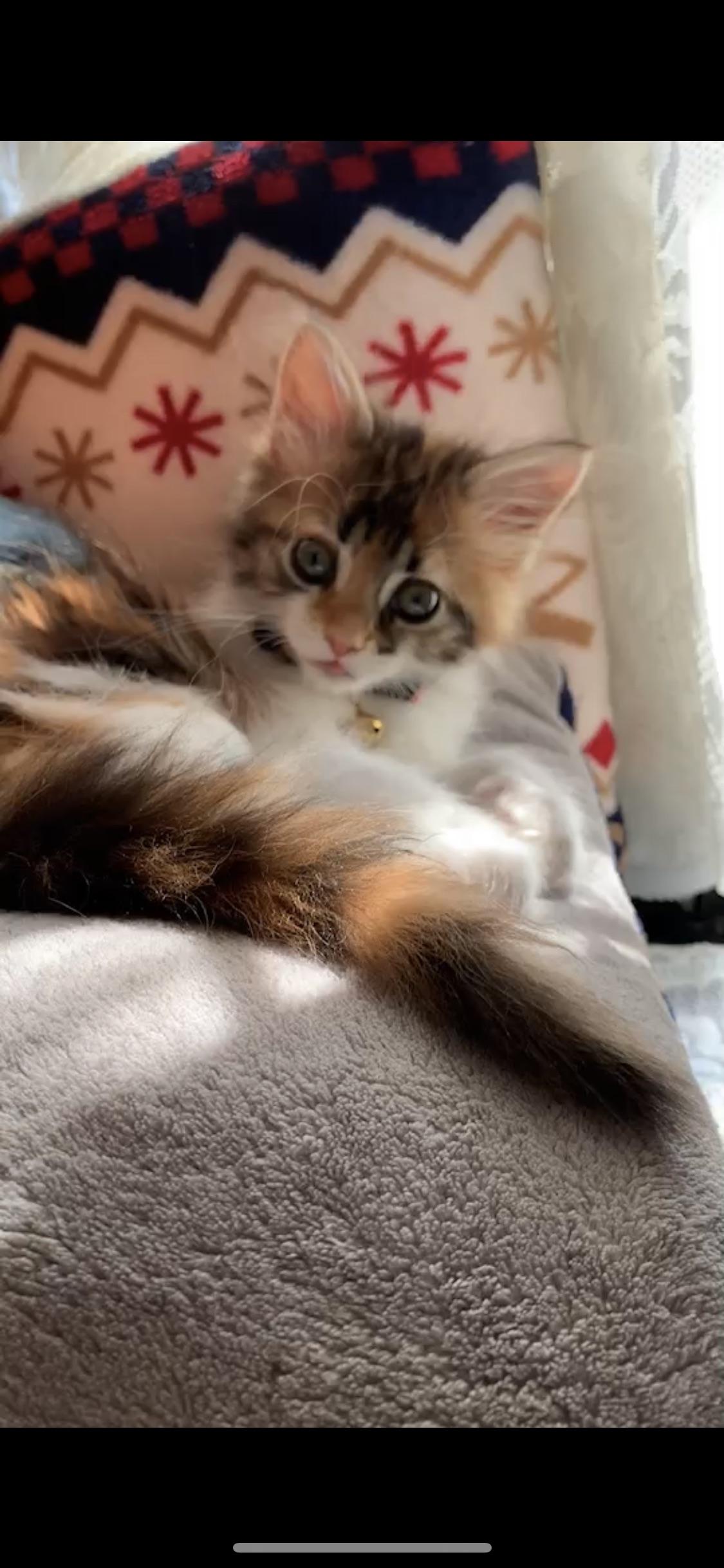 わんにゃんサイトの猫の写真