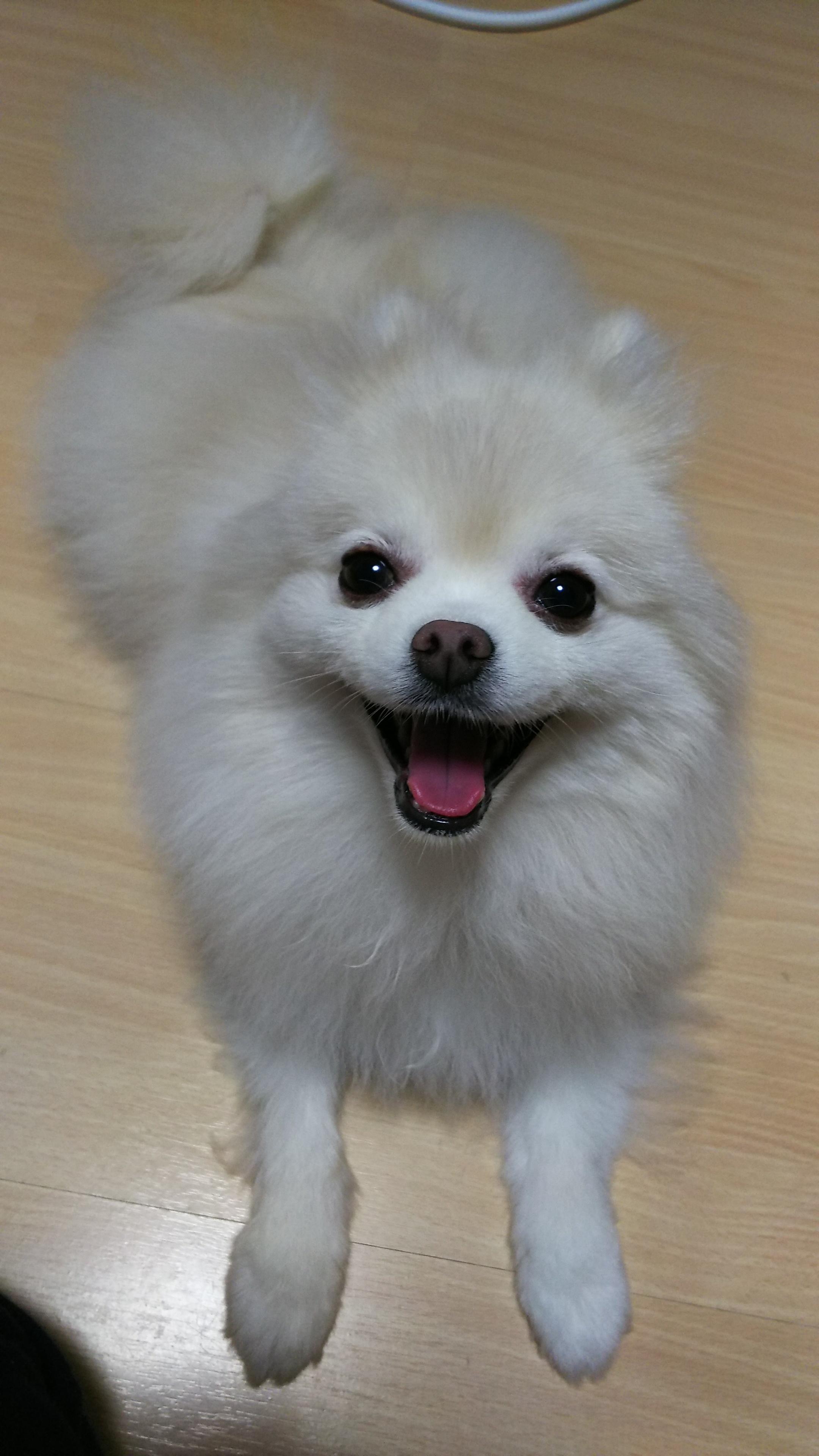 わんにゃんサイトの犬の写真