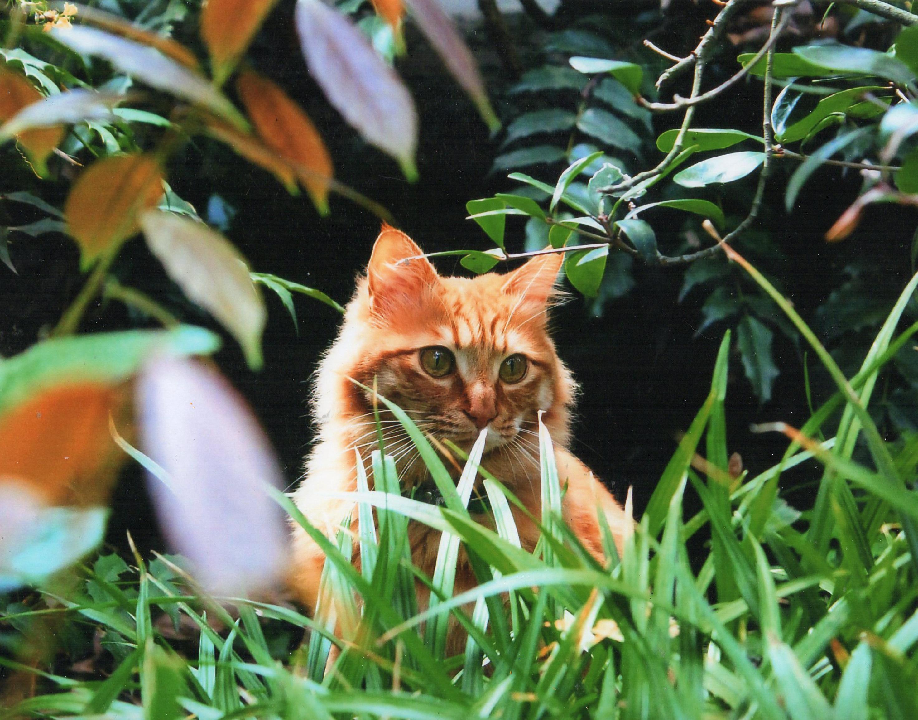 わんにゃんサイトの猫の写真