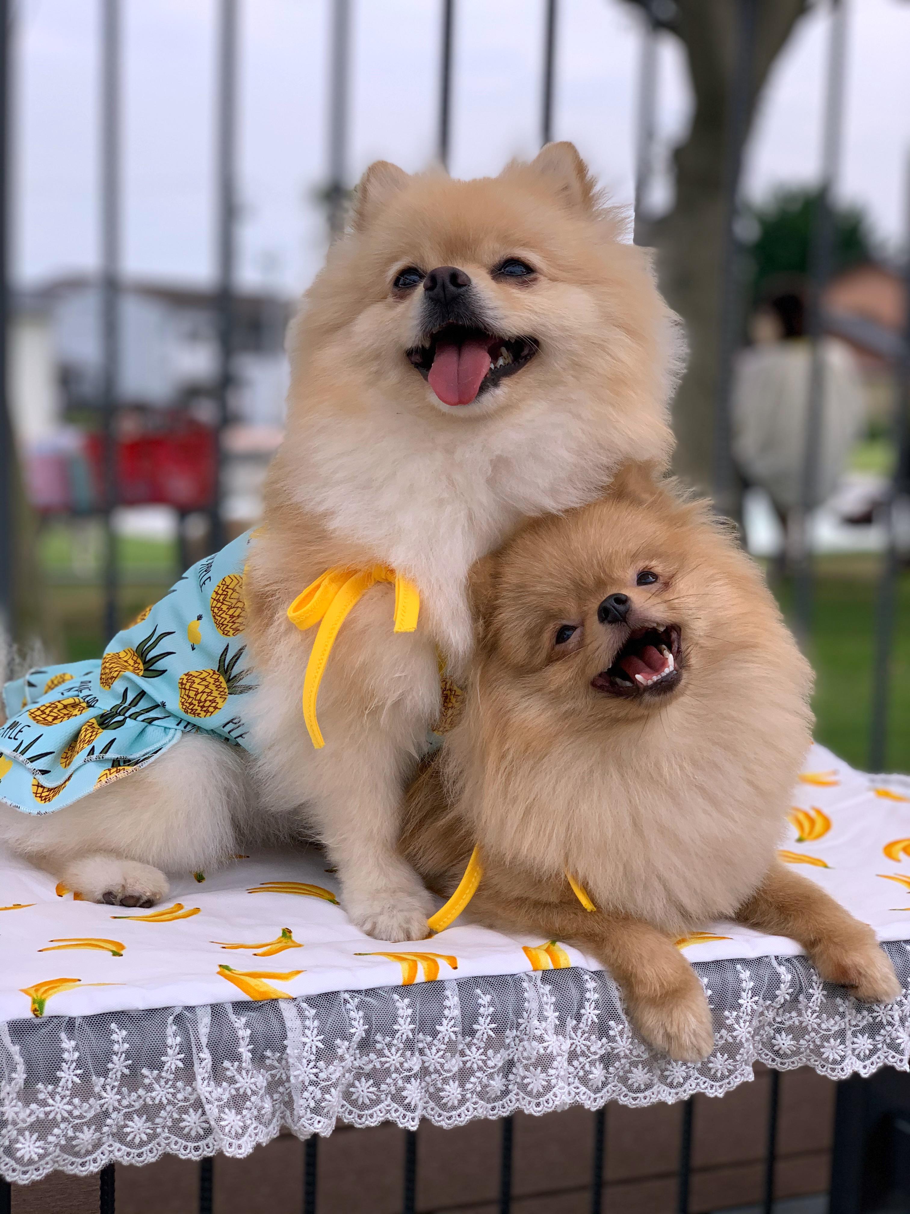 わんにゃんサイトの犬の写真