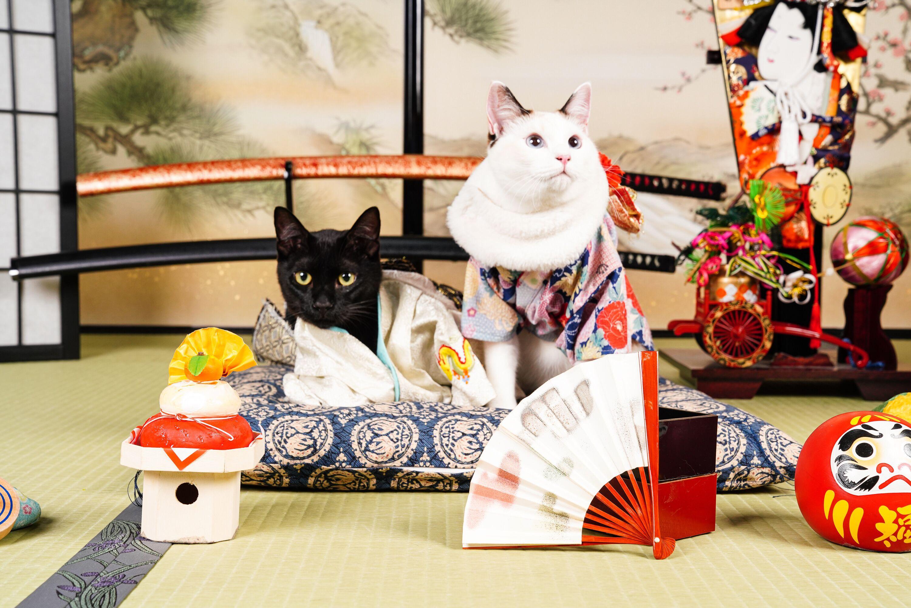 わんにゃんサイトの猫の写真