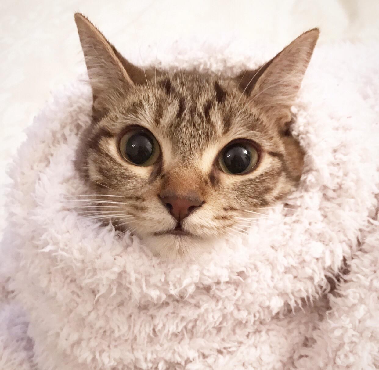 わんにゃんサイトの猫の写真