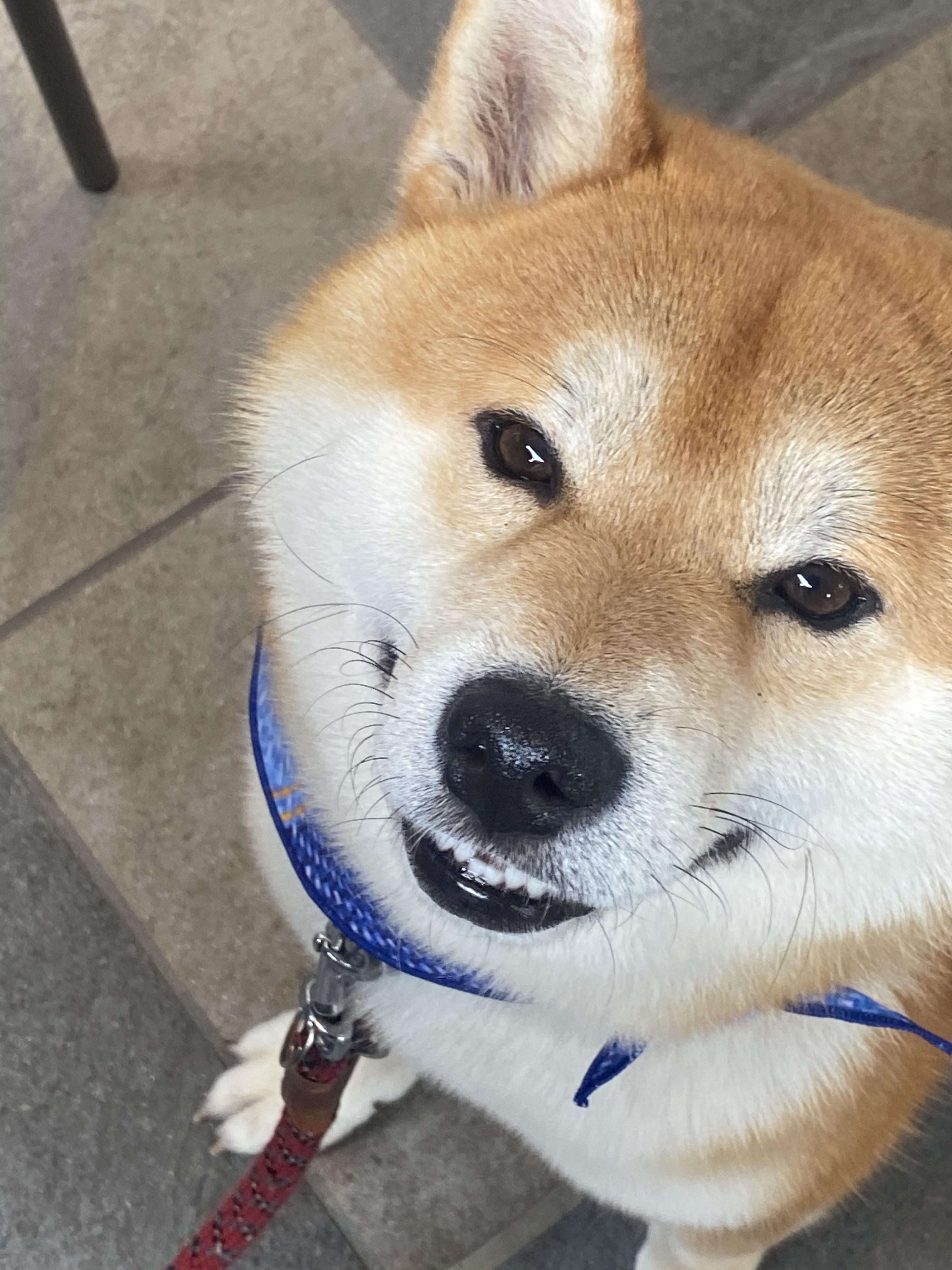 わんにゃんサイトの犬の写真