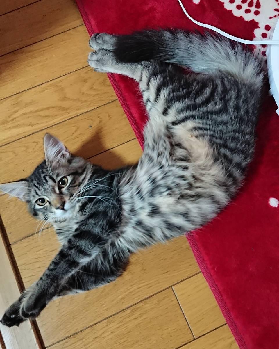 わんにゃんサイトの猫の写真