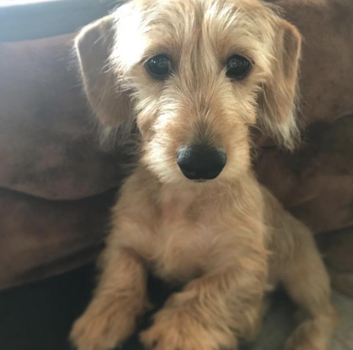 わんにゃんサイトの犬の写真