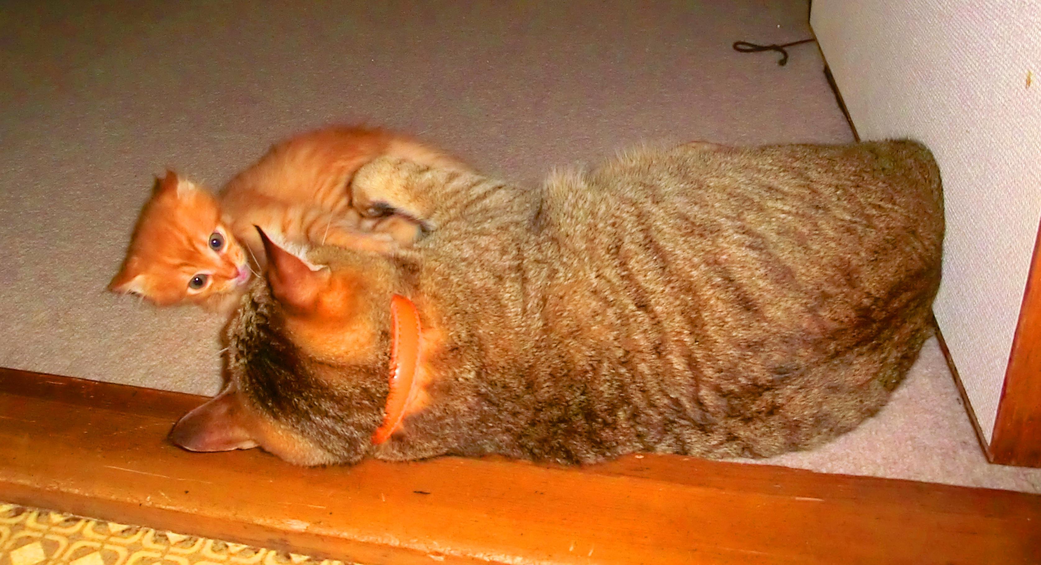 わんにゃんサイトの猫の写真