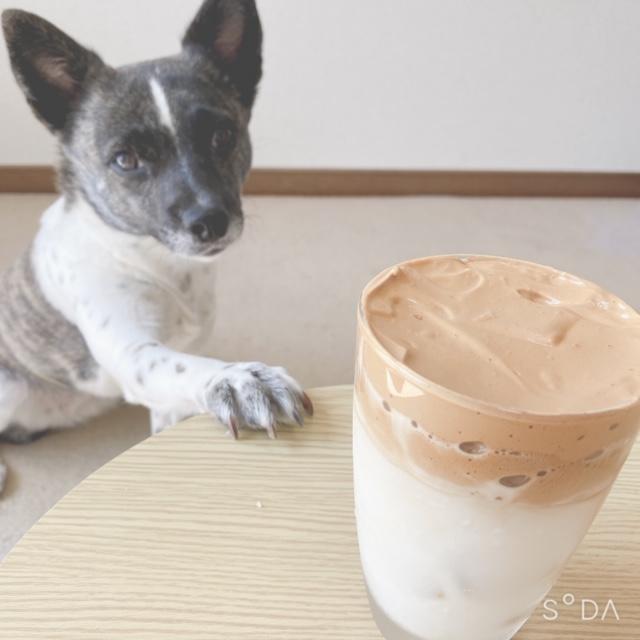 わんにゃんサイトの犬の写真