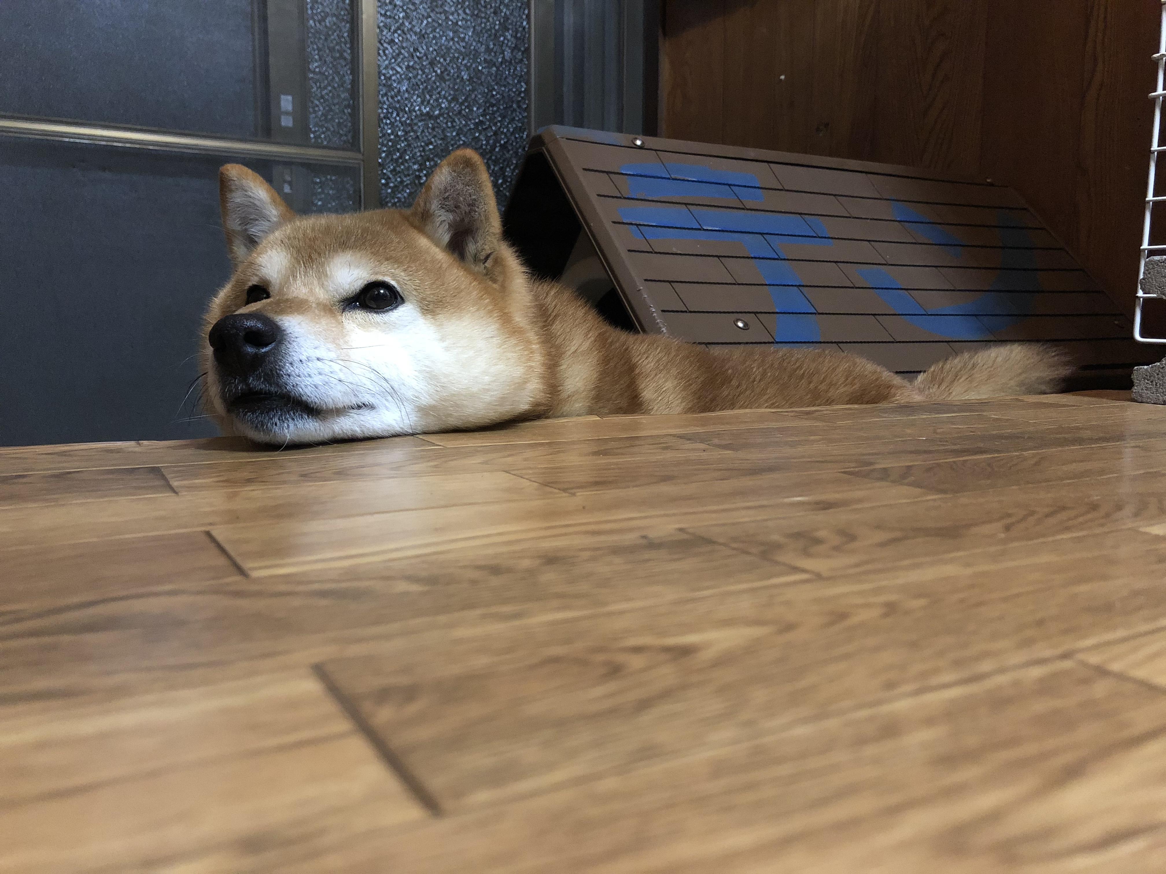 わんにゃんサイトの犬の写真