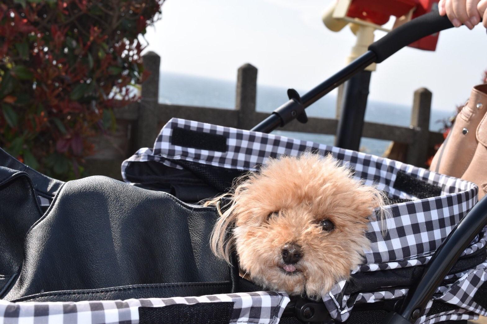 わんにゃんサイトの犬の写真