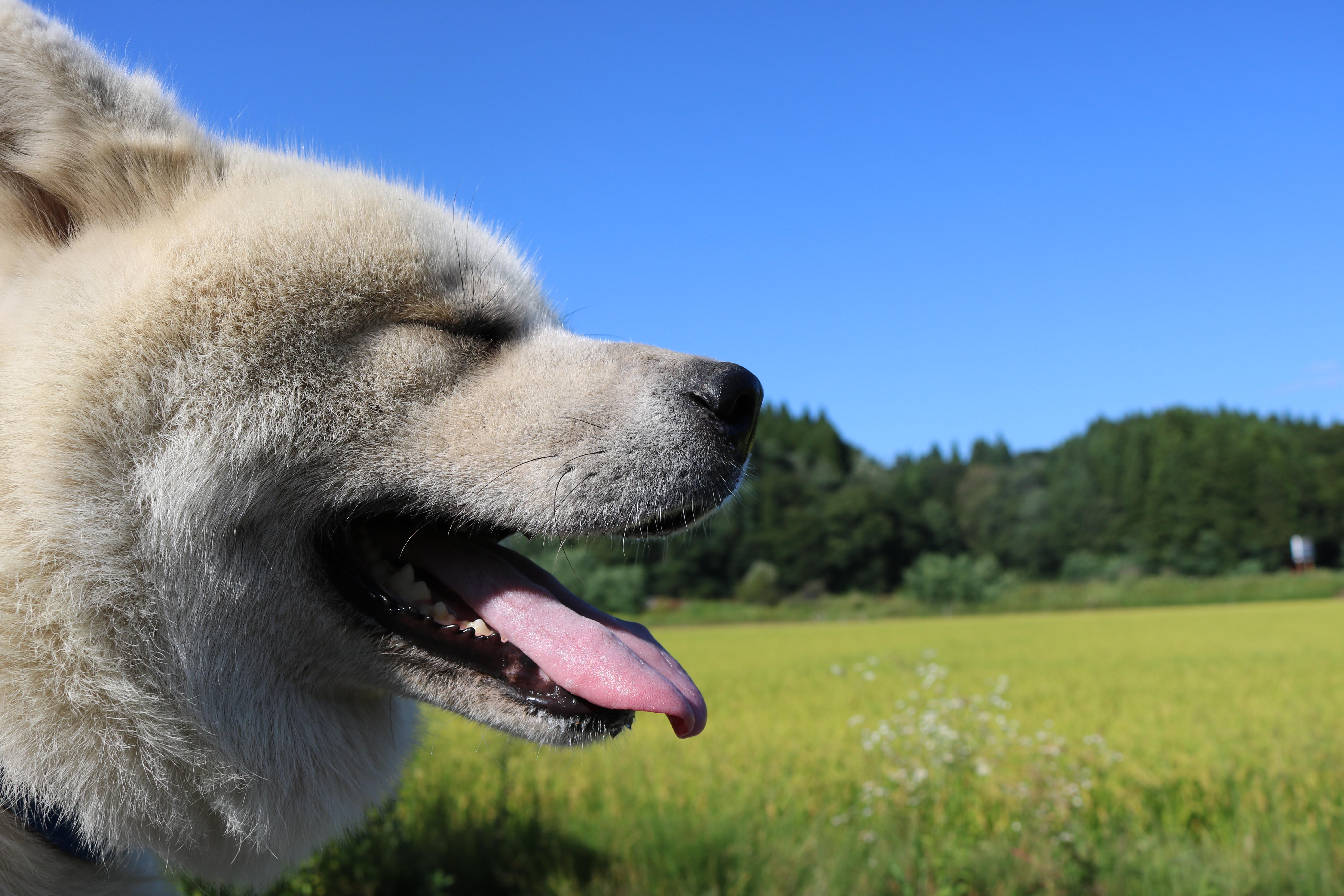 わんにゃんサイトの犬の写真