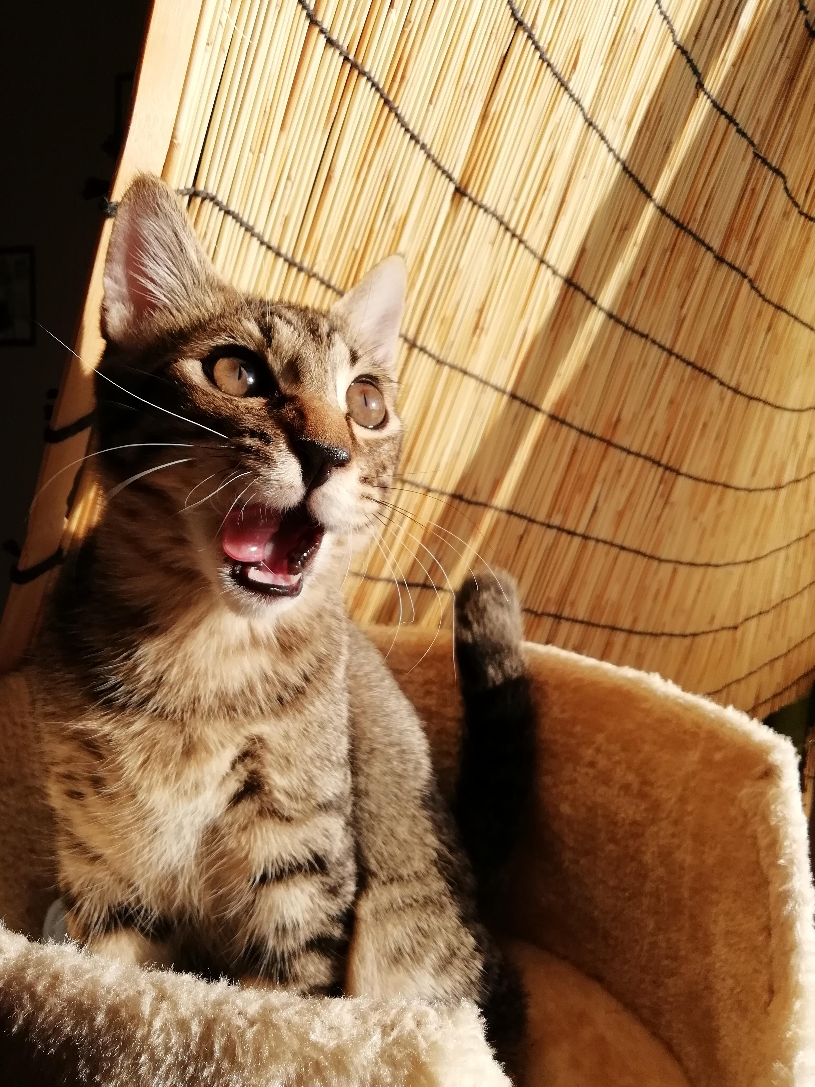 わんにゃんサイトの猫の写真