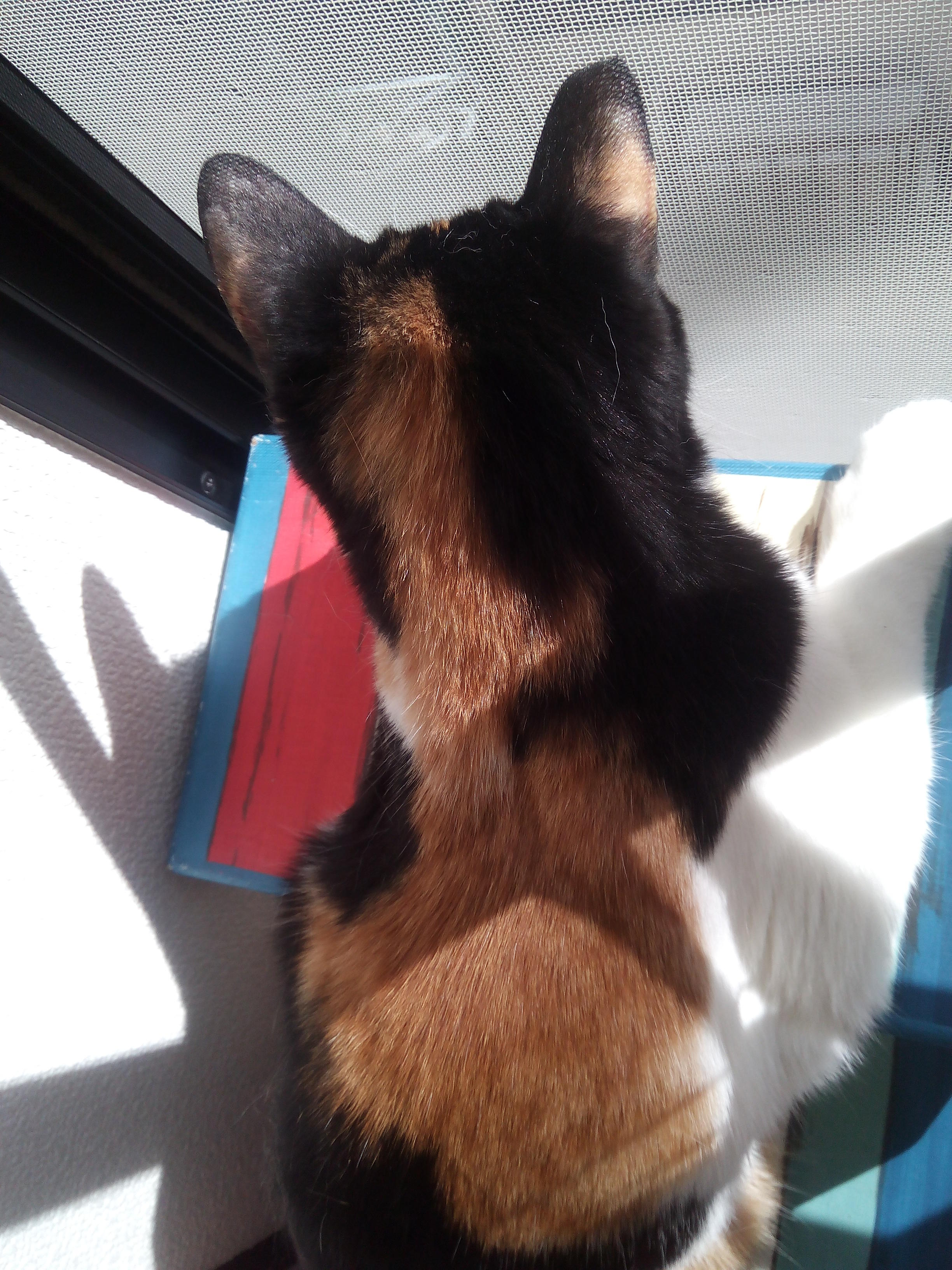 わんにゃんサイトの猫の写真