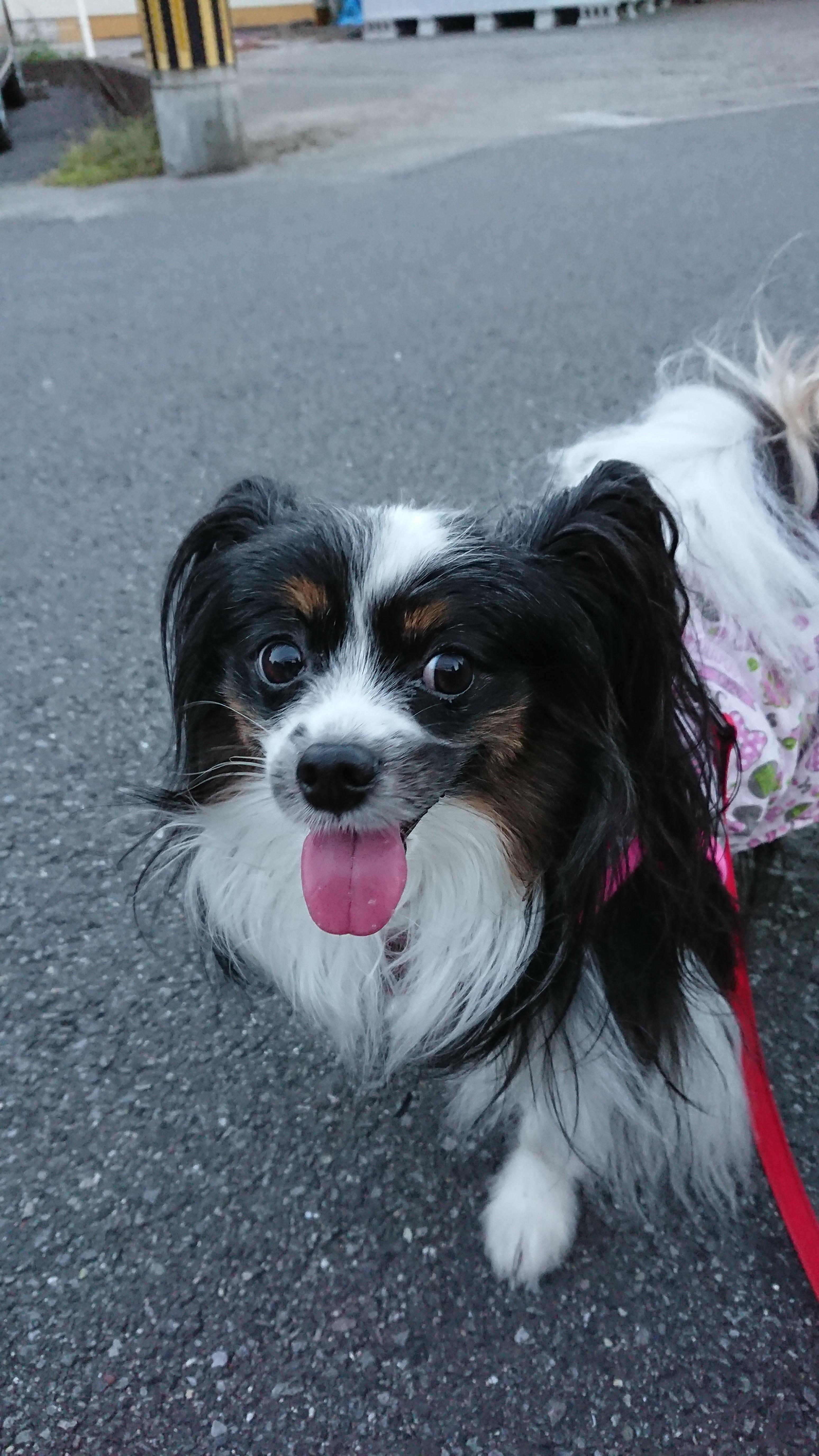 わんにゃんサイトの犬の写真