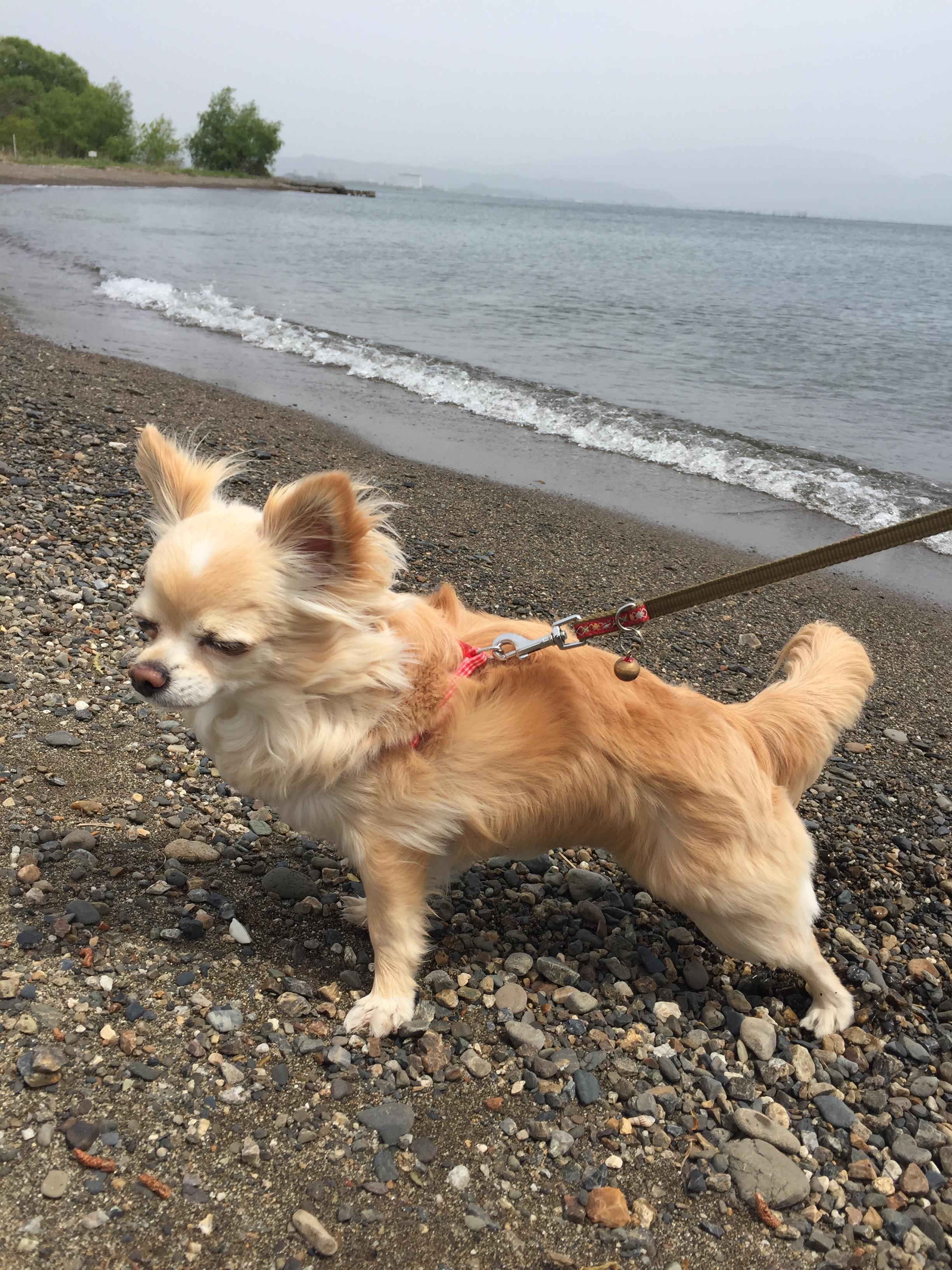 わんにゃんサイトの犬の写真