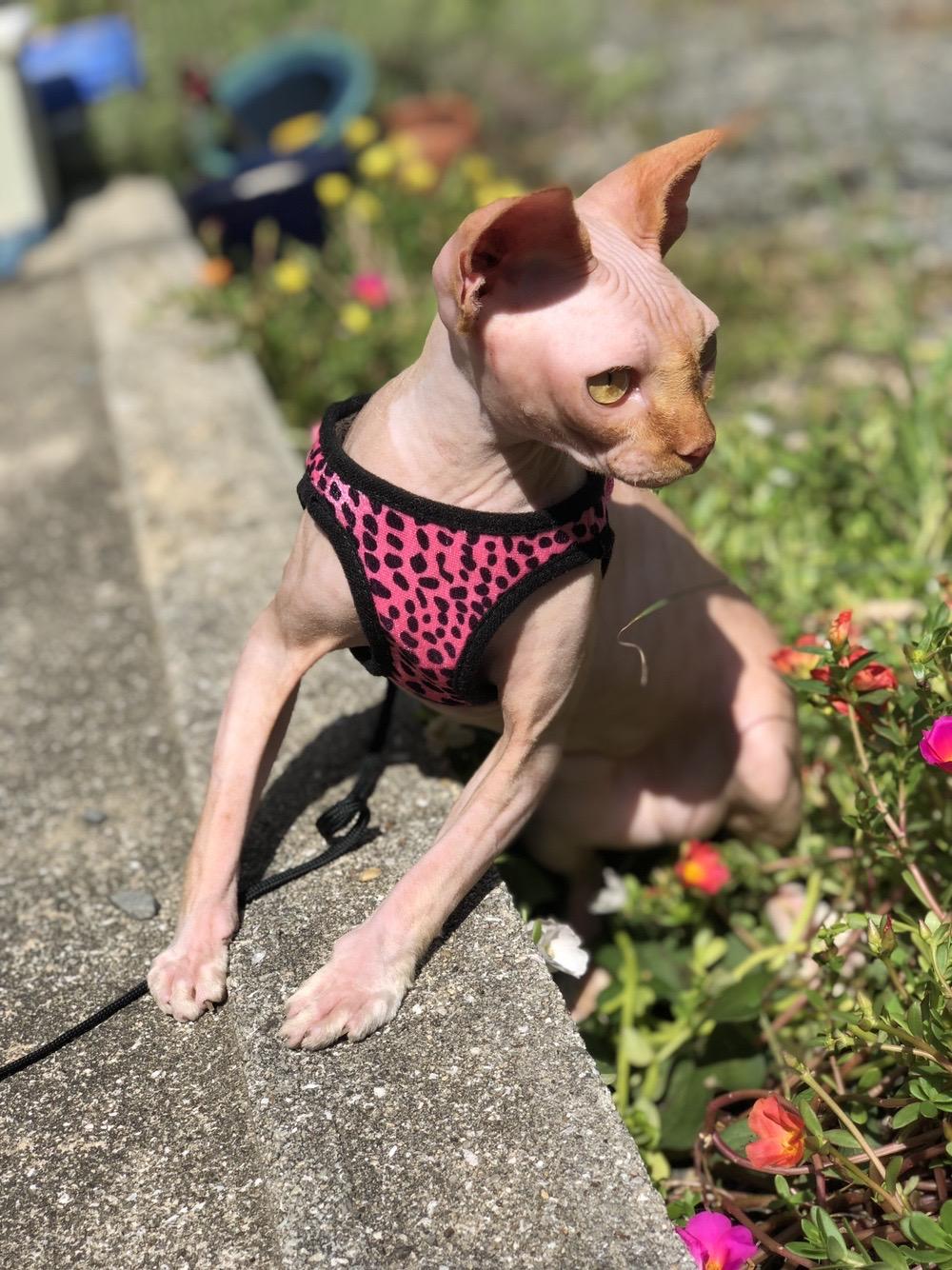 わんにゃんサイトの猫の写真