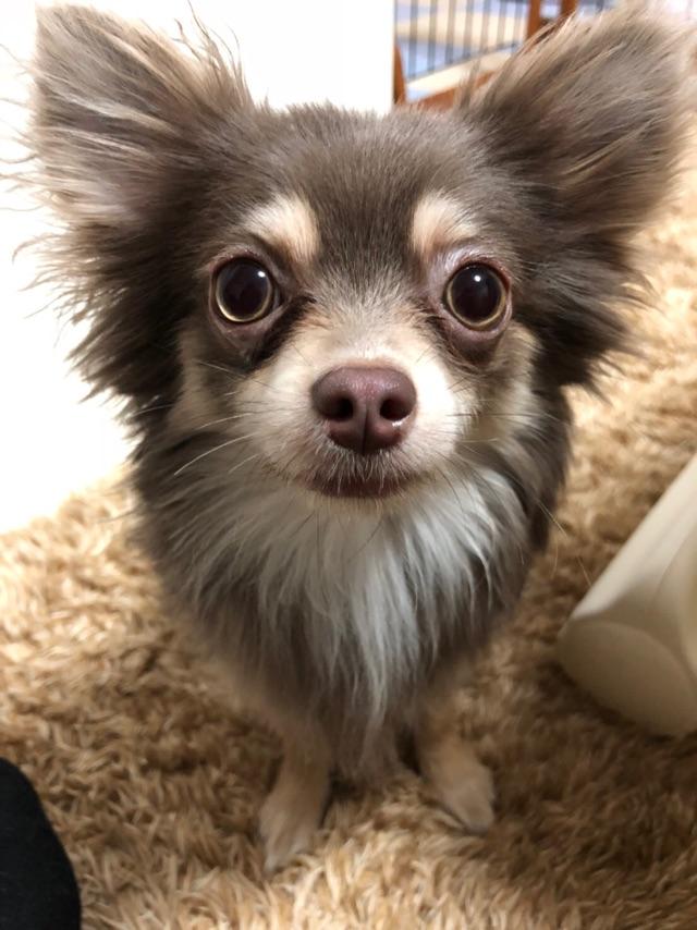 わんにゃんサイトの犬の写真