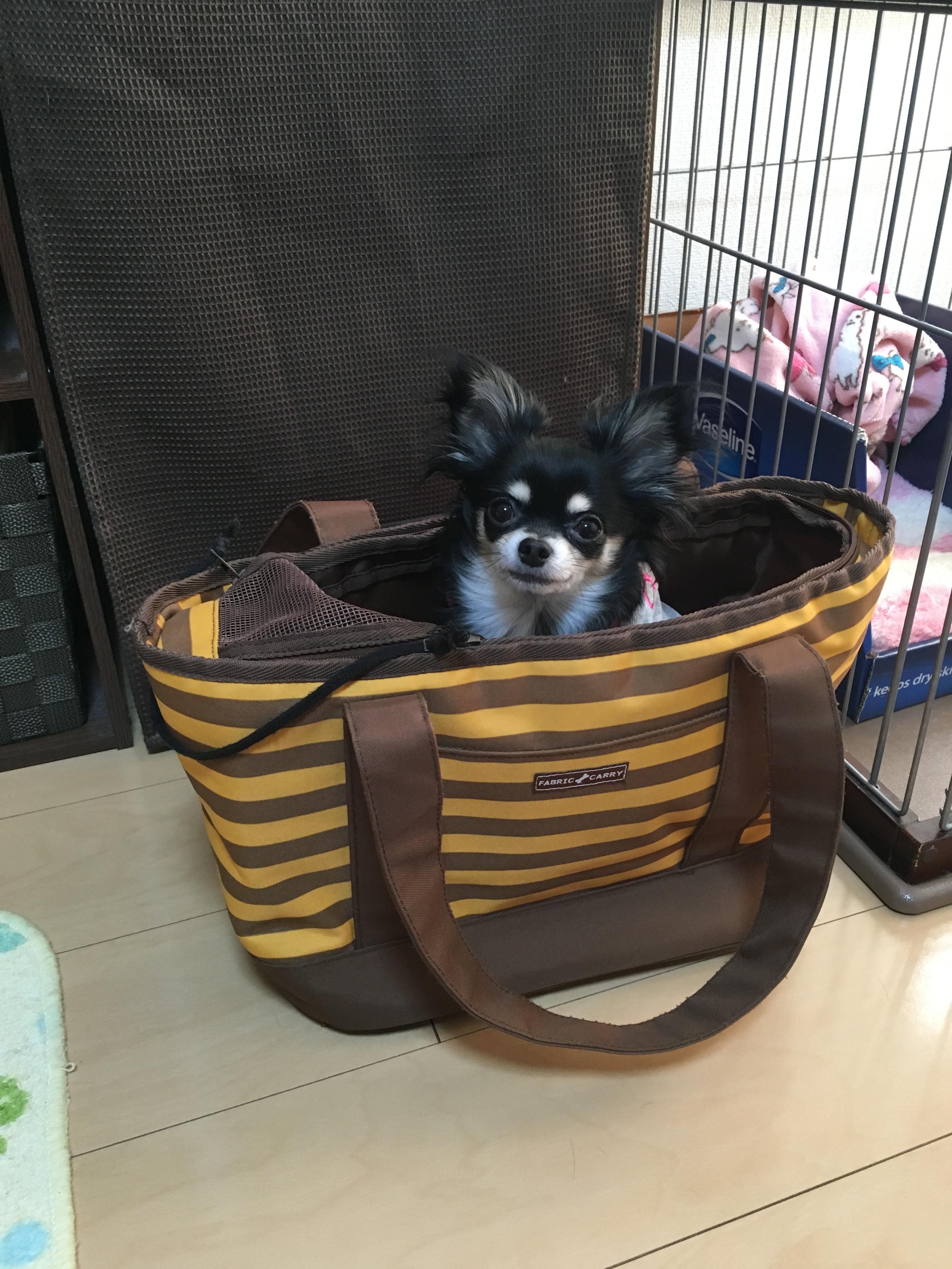 わんにゃんサイトの犬の写真