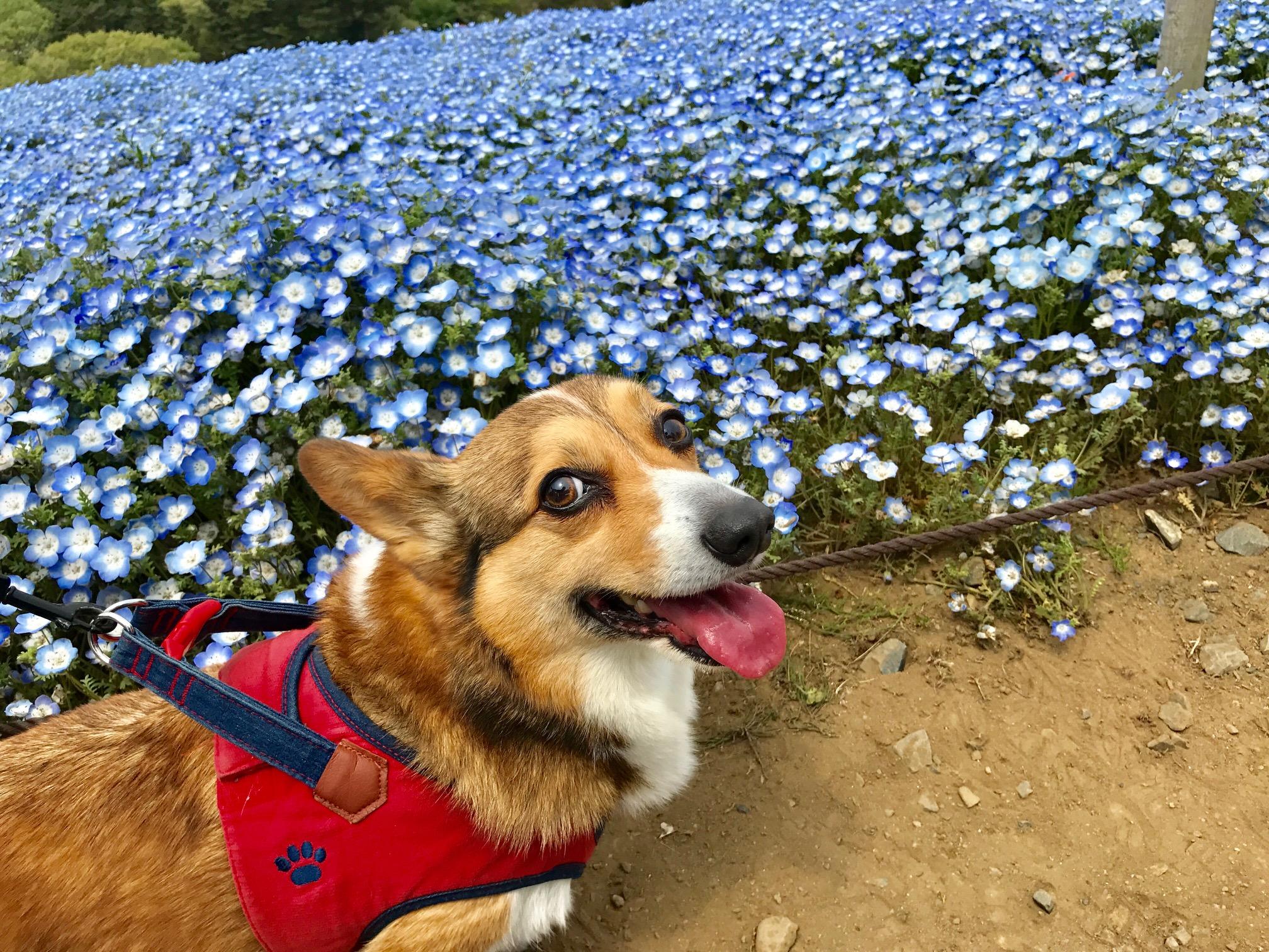 わんにゃんサイトの犬の写真