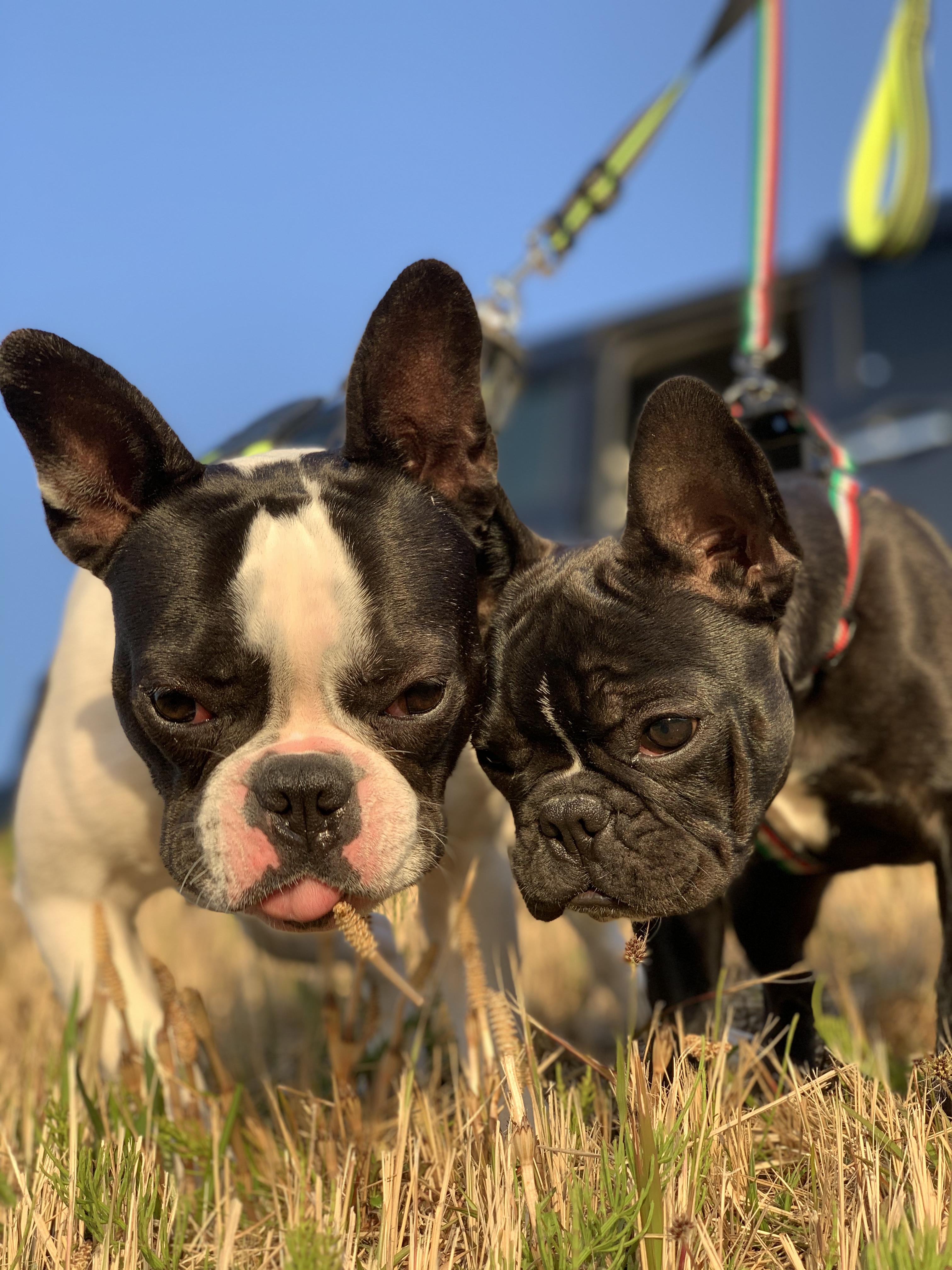 わんにゃんサイトの犬の写真