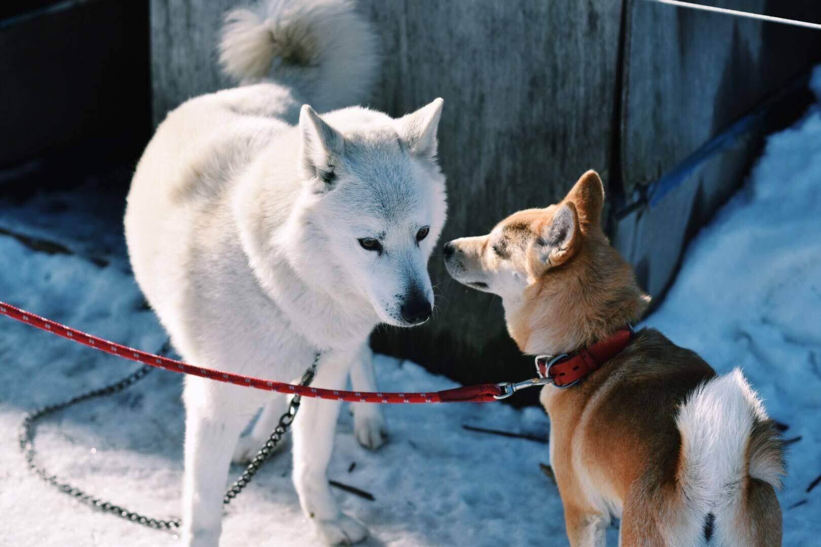 わんにゃんサイトの犬の写真