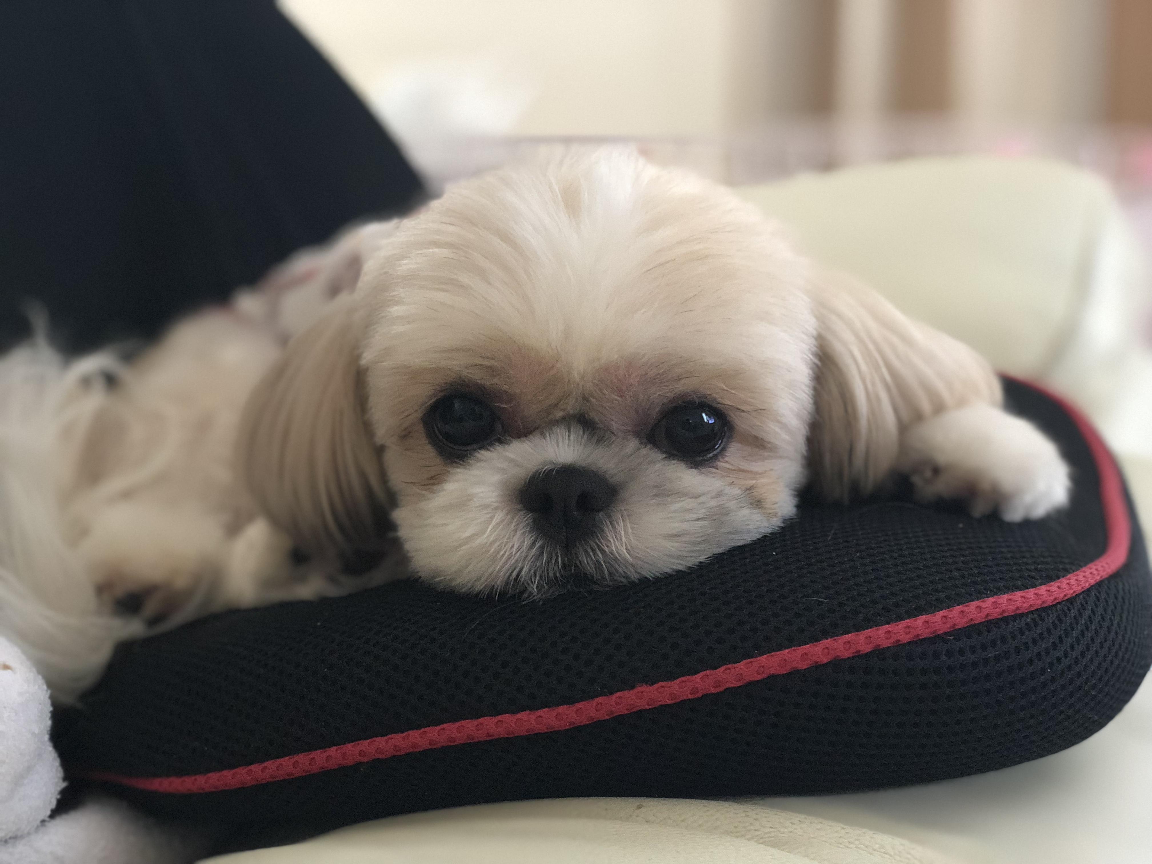 わんにゃんサイトの犬の写真