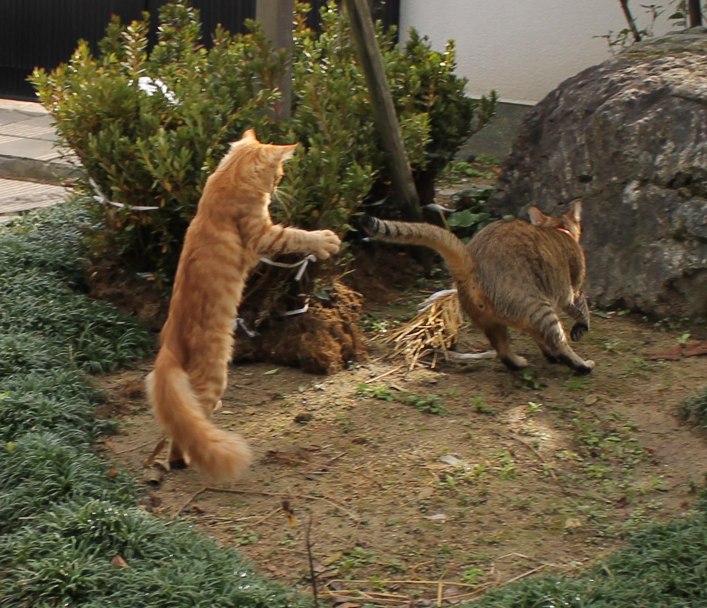 わんにゃんサイトの猫の写真