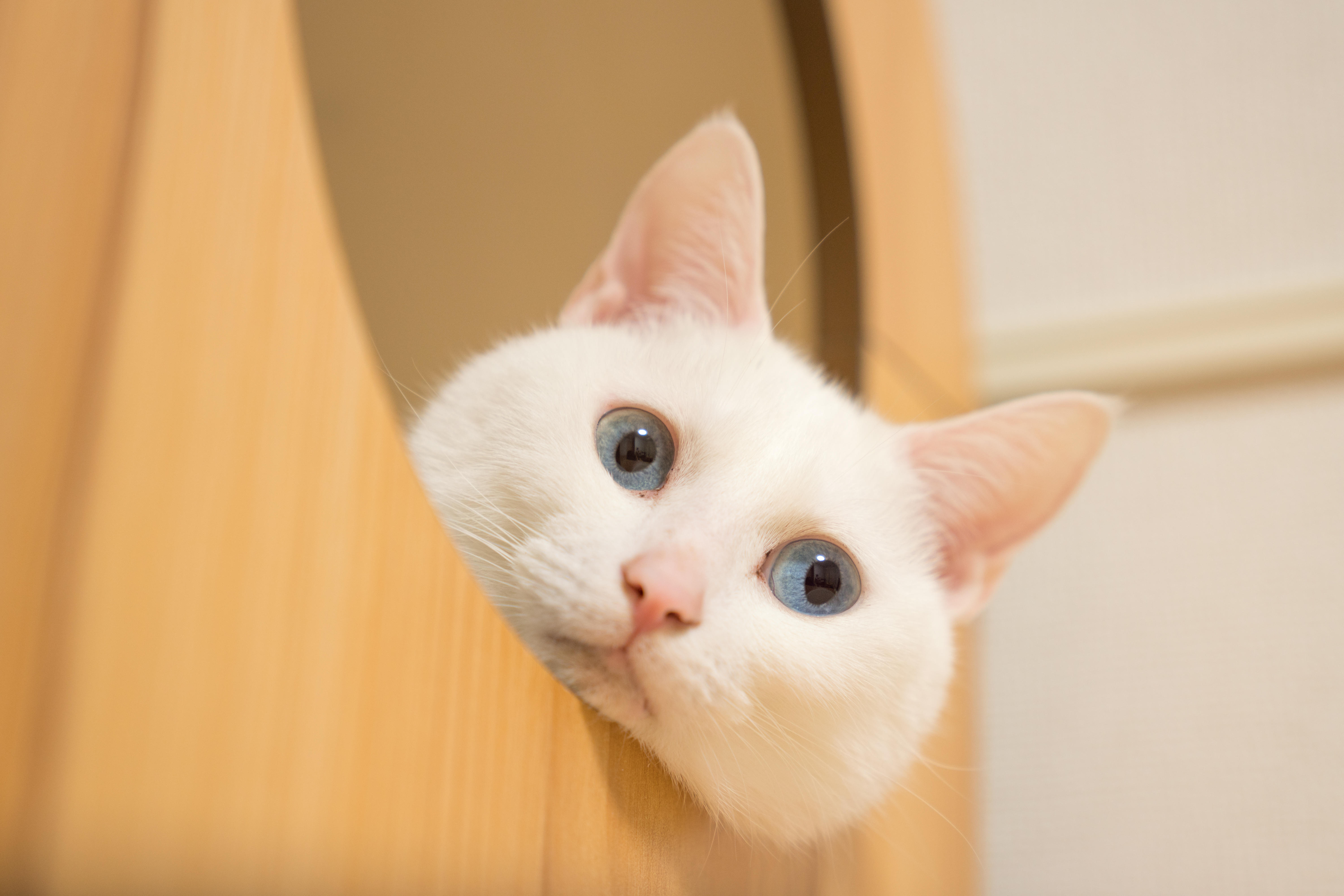 わんにゃんサイトの猫の写真