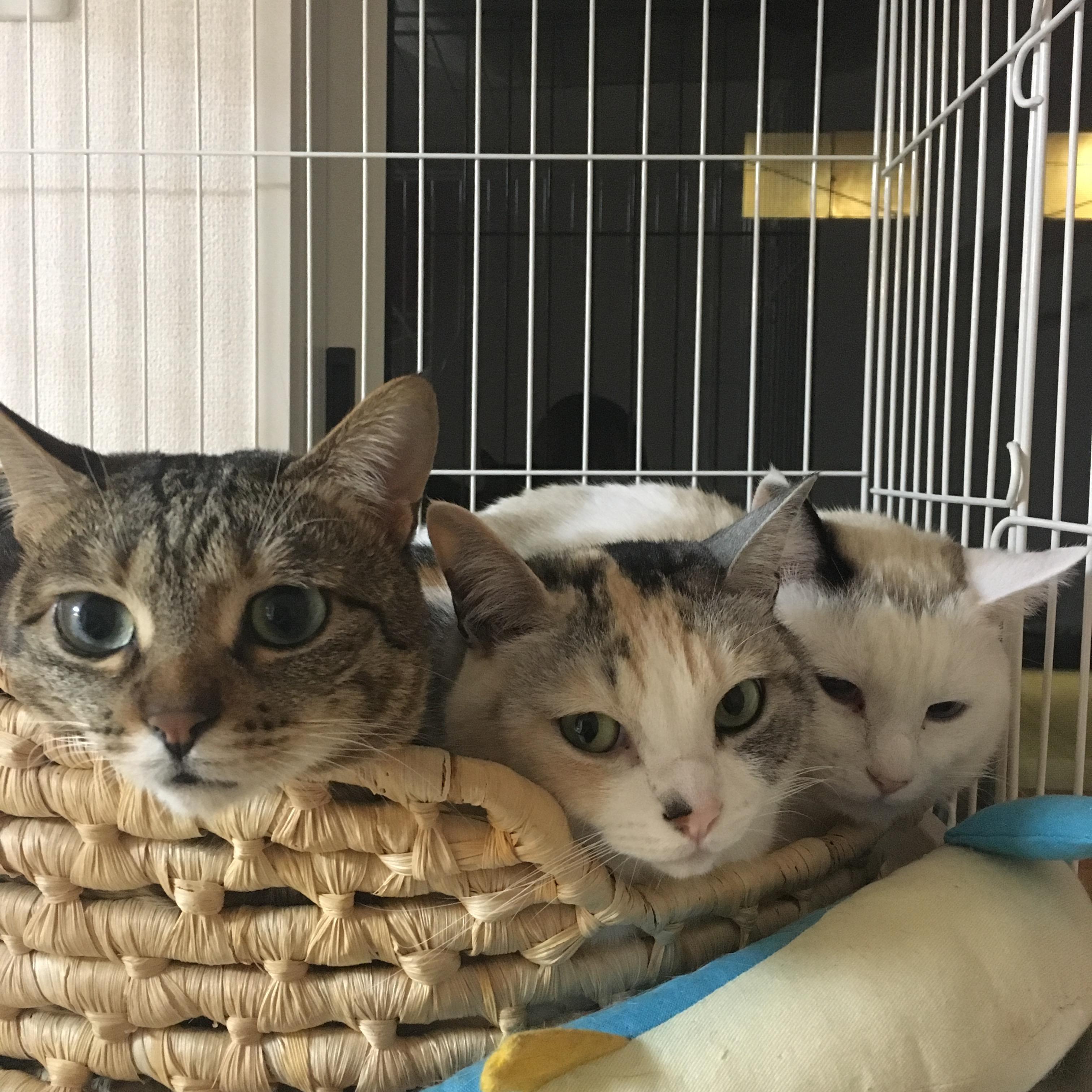 わんにゃんサイトの犬の写真