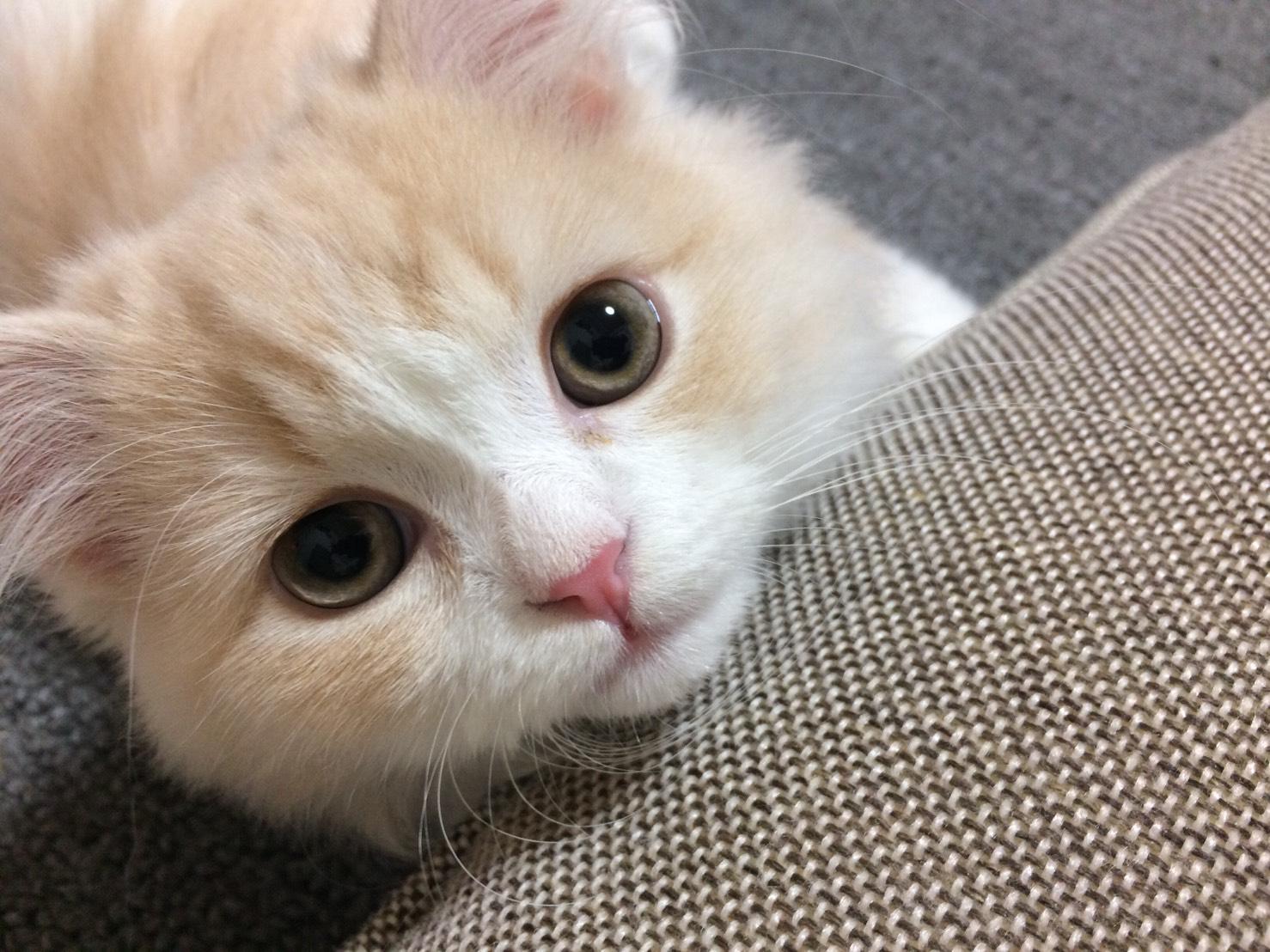 わんにゃんサイトの猫の写真