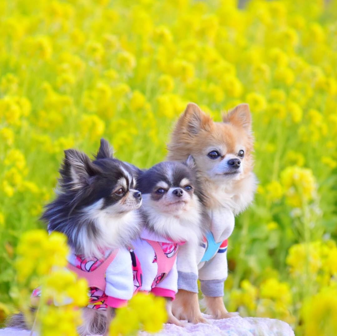 わんにゃんサイトの犬の写真