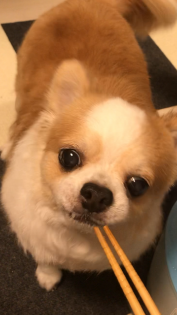 わんにゃんサイトの犬の写真