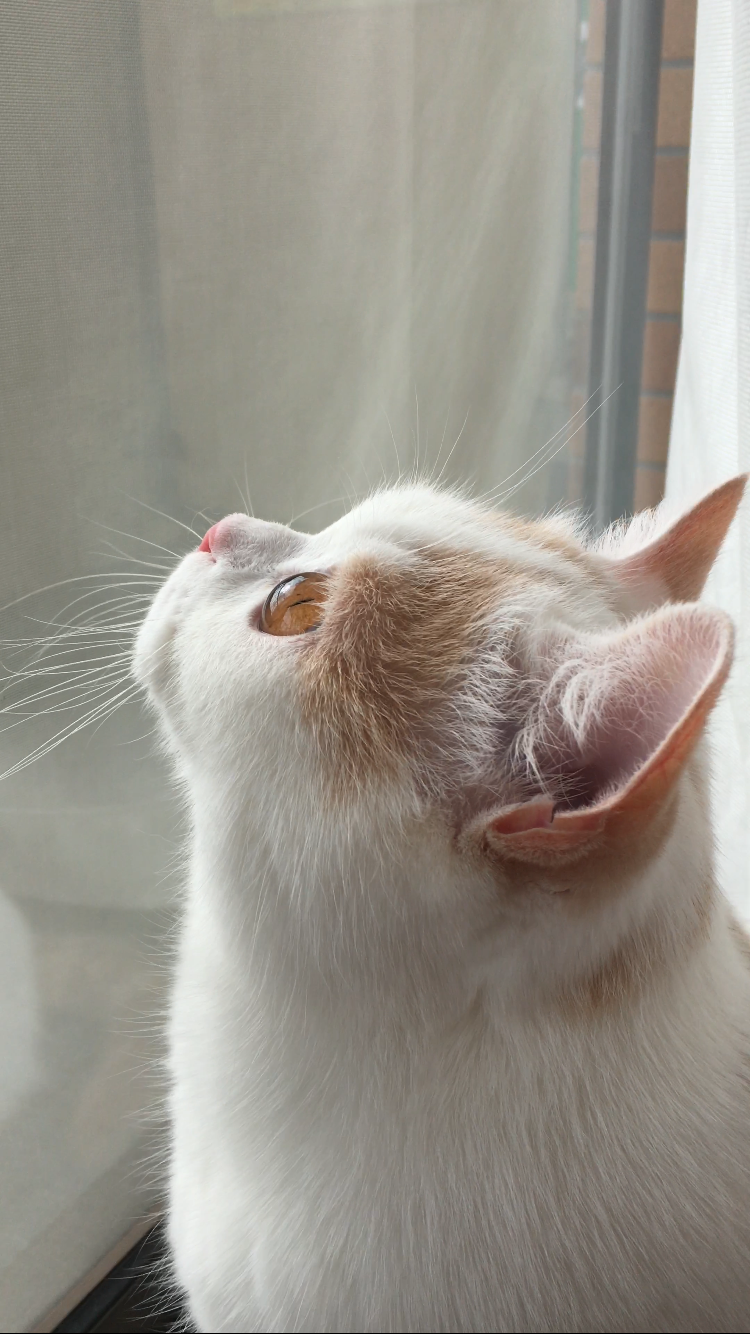 わんにゃんサイトの猫の写真