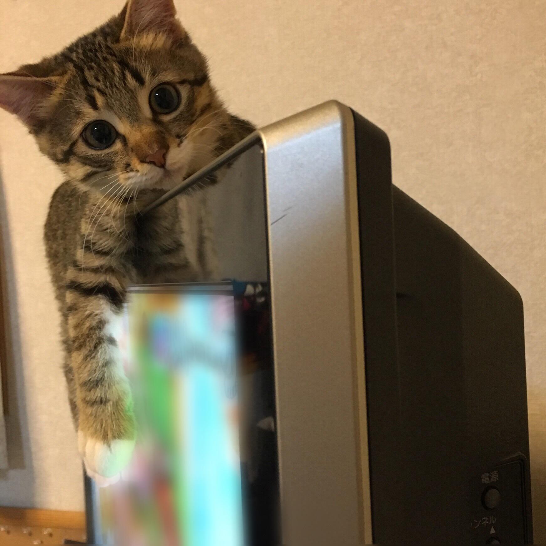 わんにゃんサイトの猫の写真