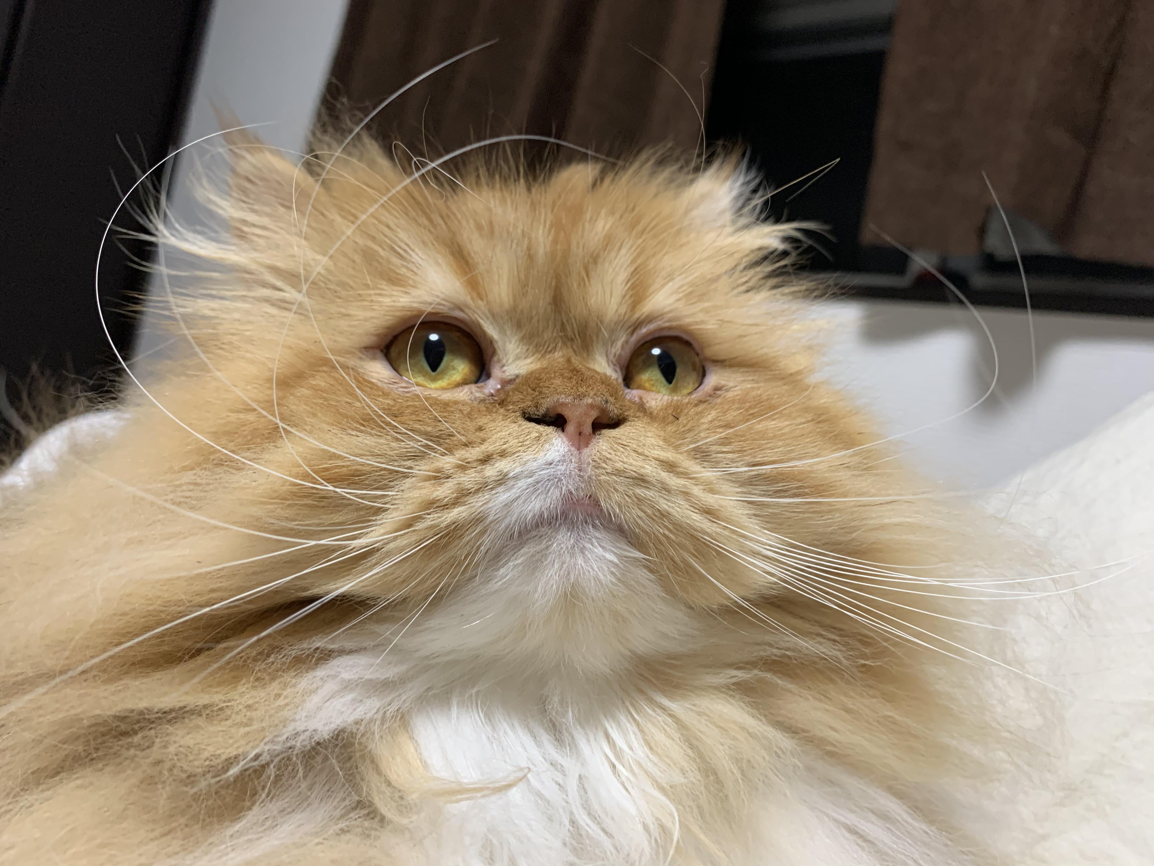 わんにゃんサイトの猫の写真