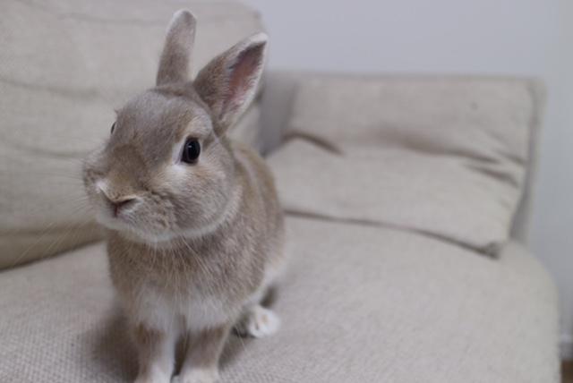 わんにゃんサイトのその他の写真