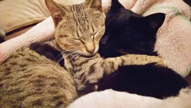 わんにゃんサイトの猫の写真